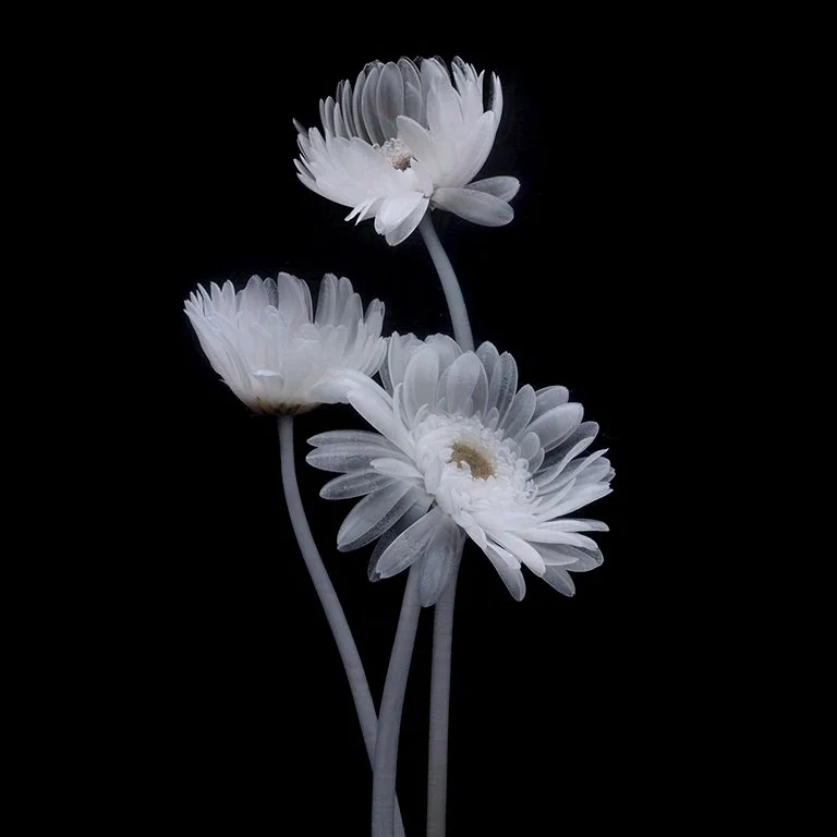 Gerbera Daisy