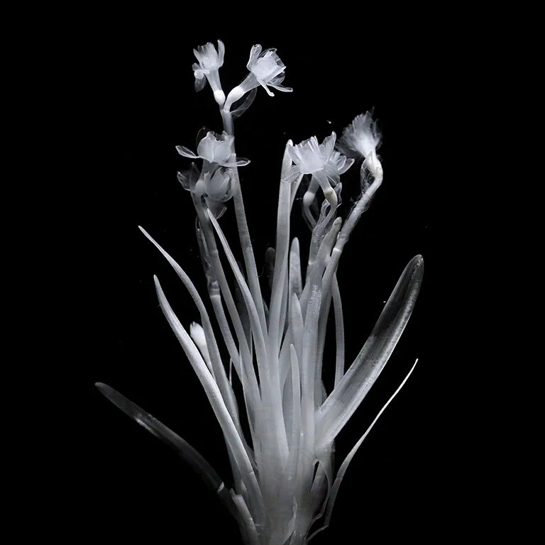 Narcissus