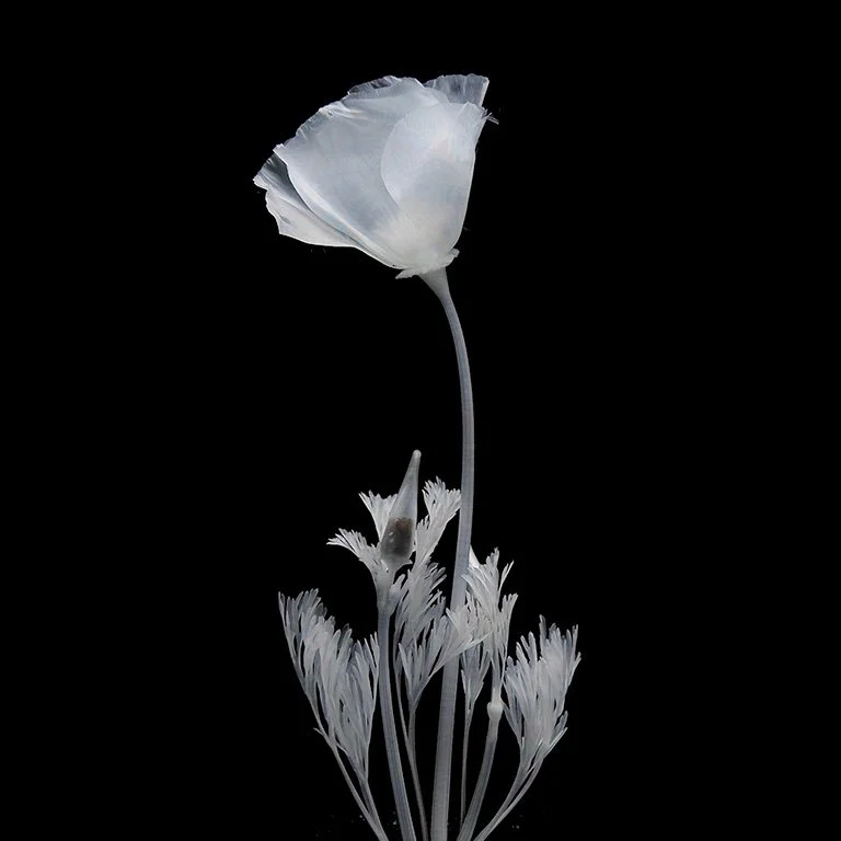 California Poppy