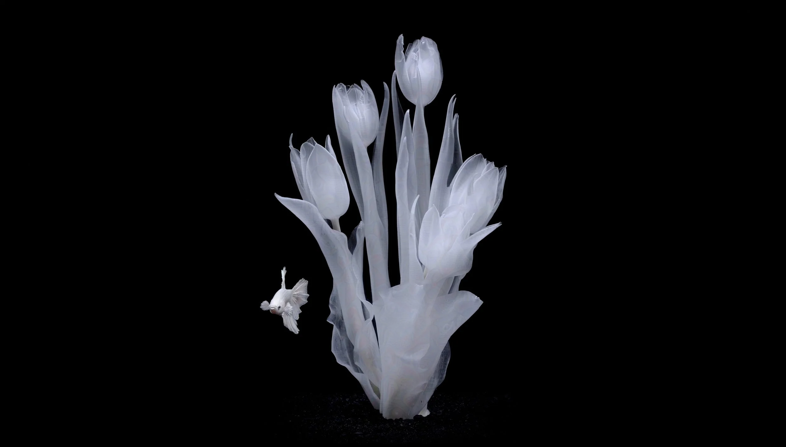 Tulip Mania