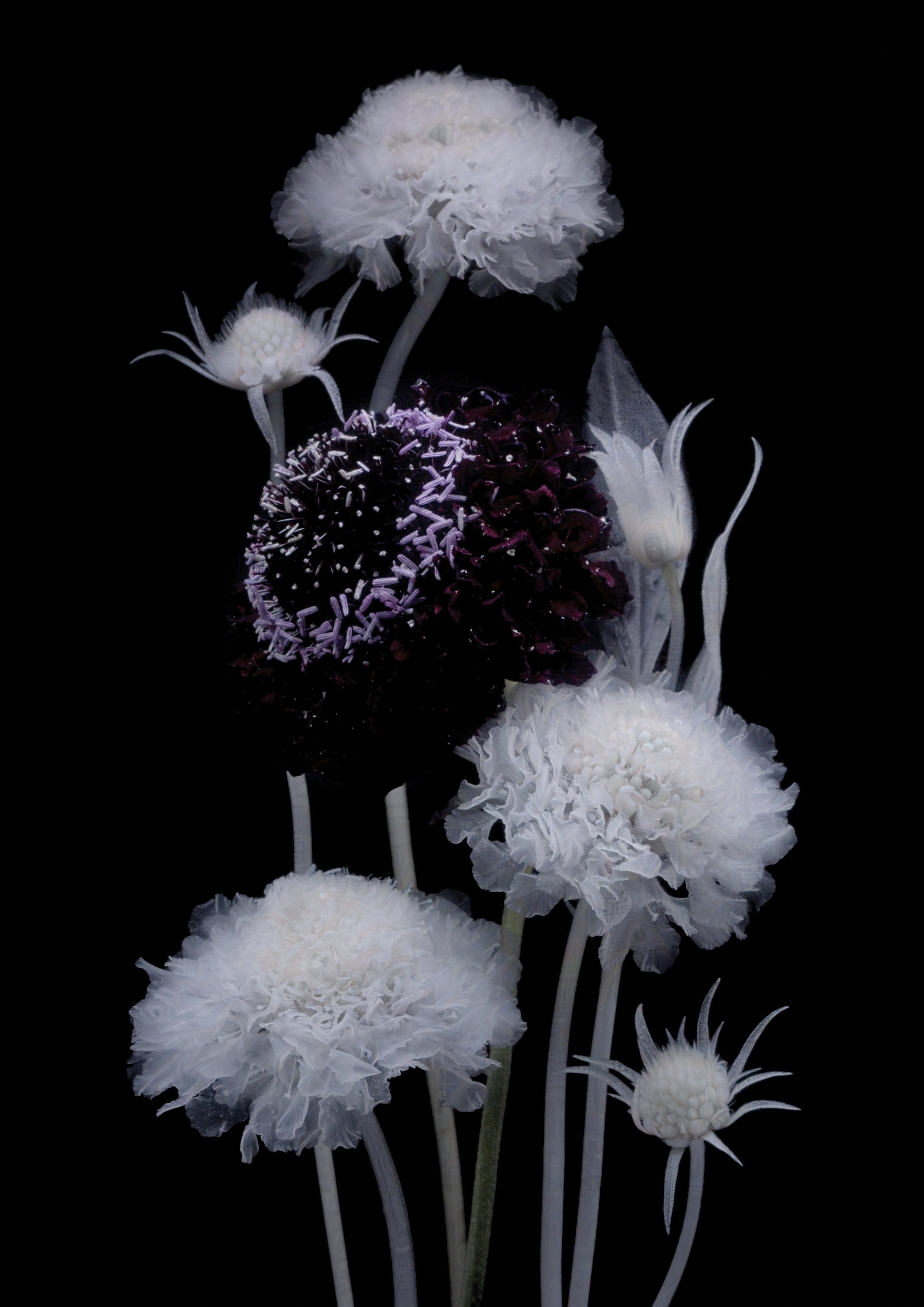 Scabiosa