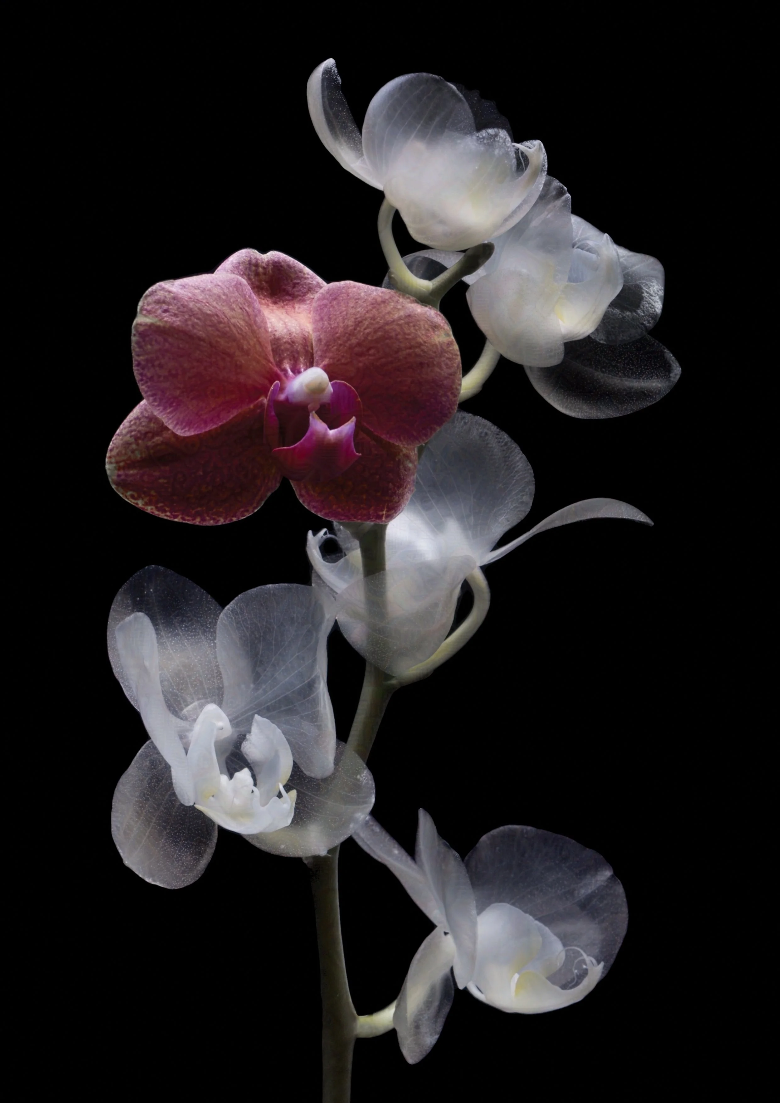 Orchid