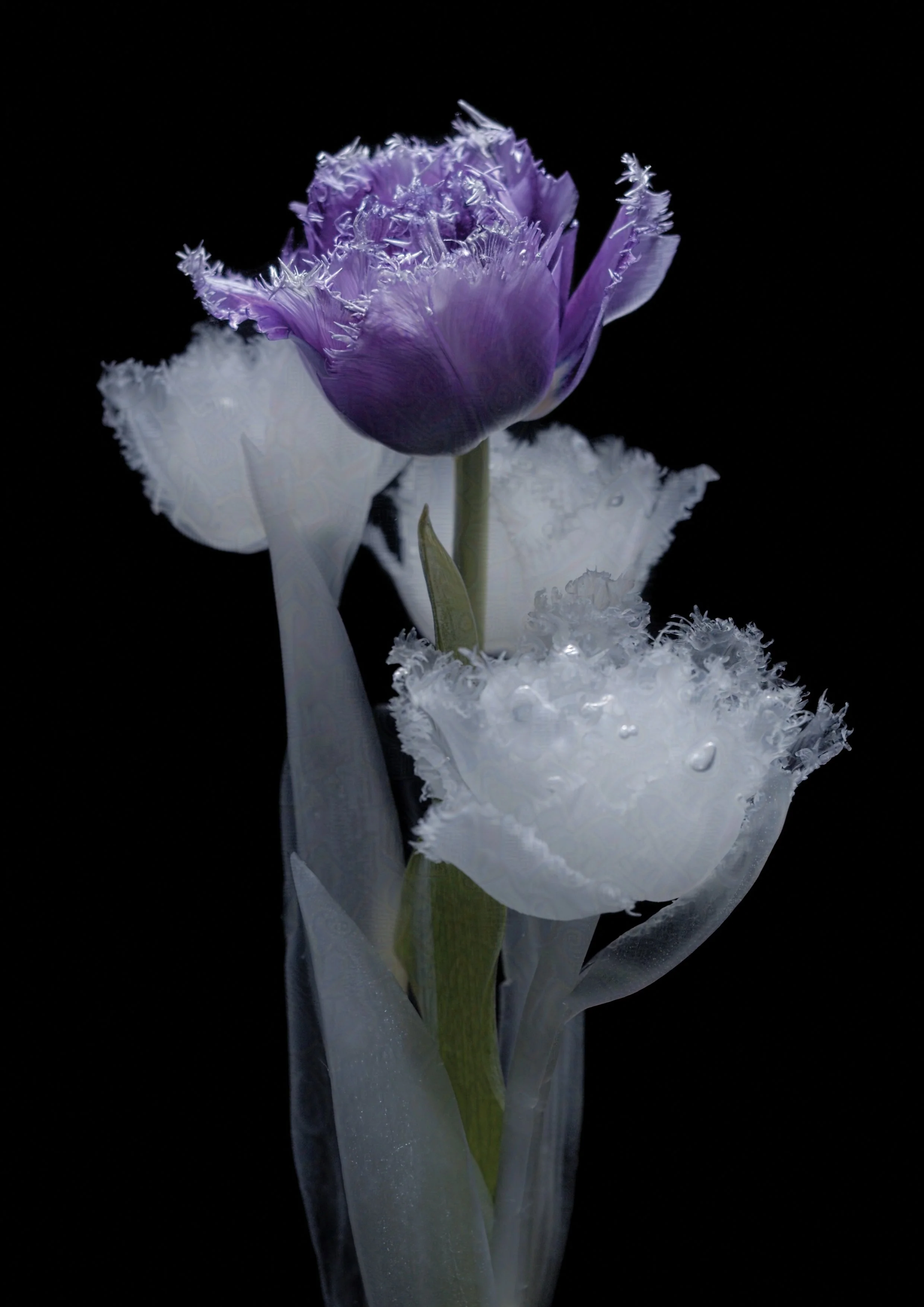 Tulip
