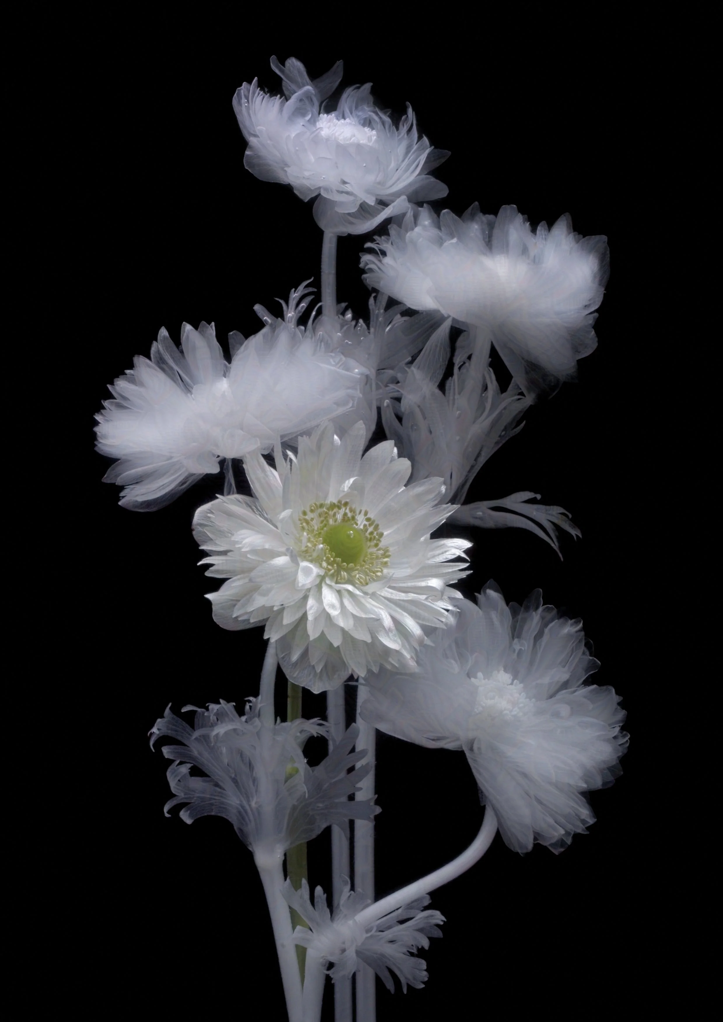 Full Star Anemone
