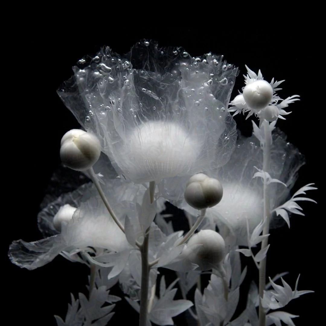 Matilija Poppy