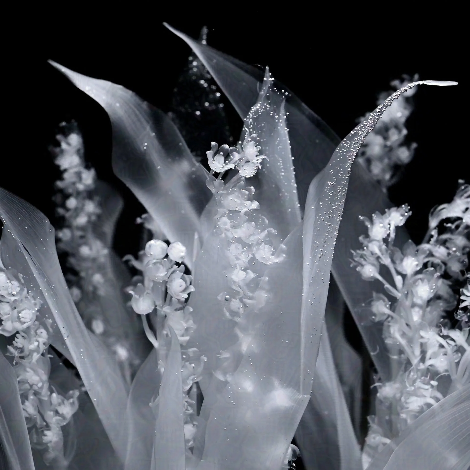 Lily of the Valley