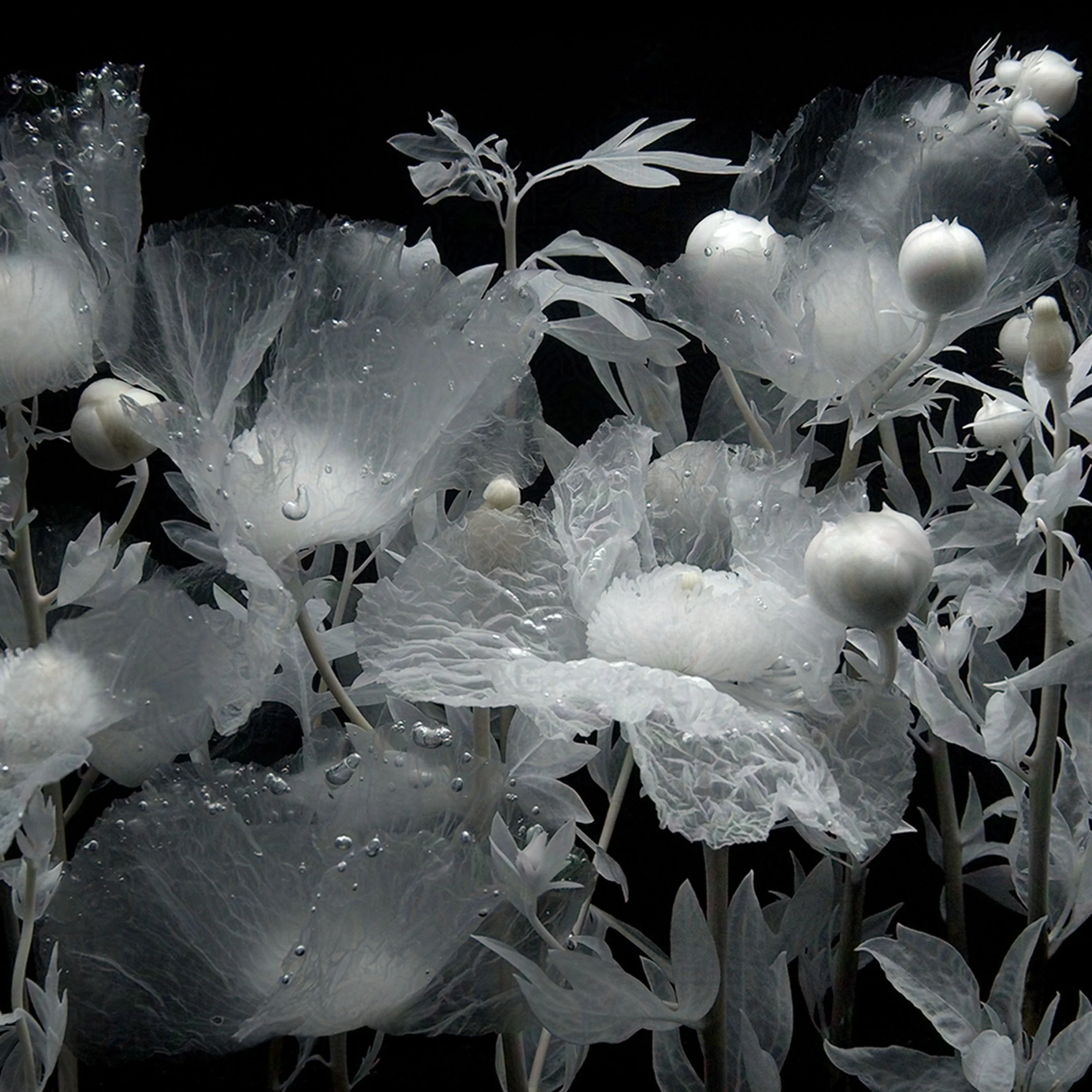 Matilija Poppies