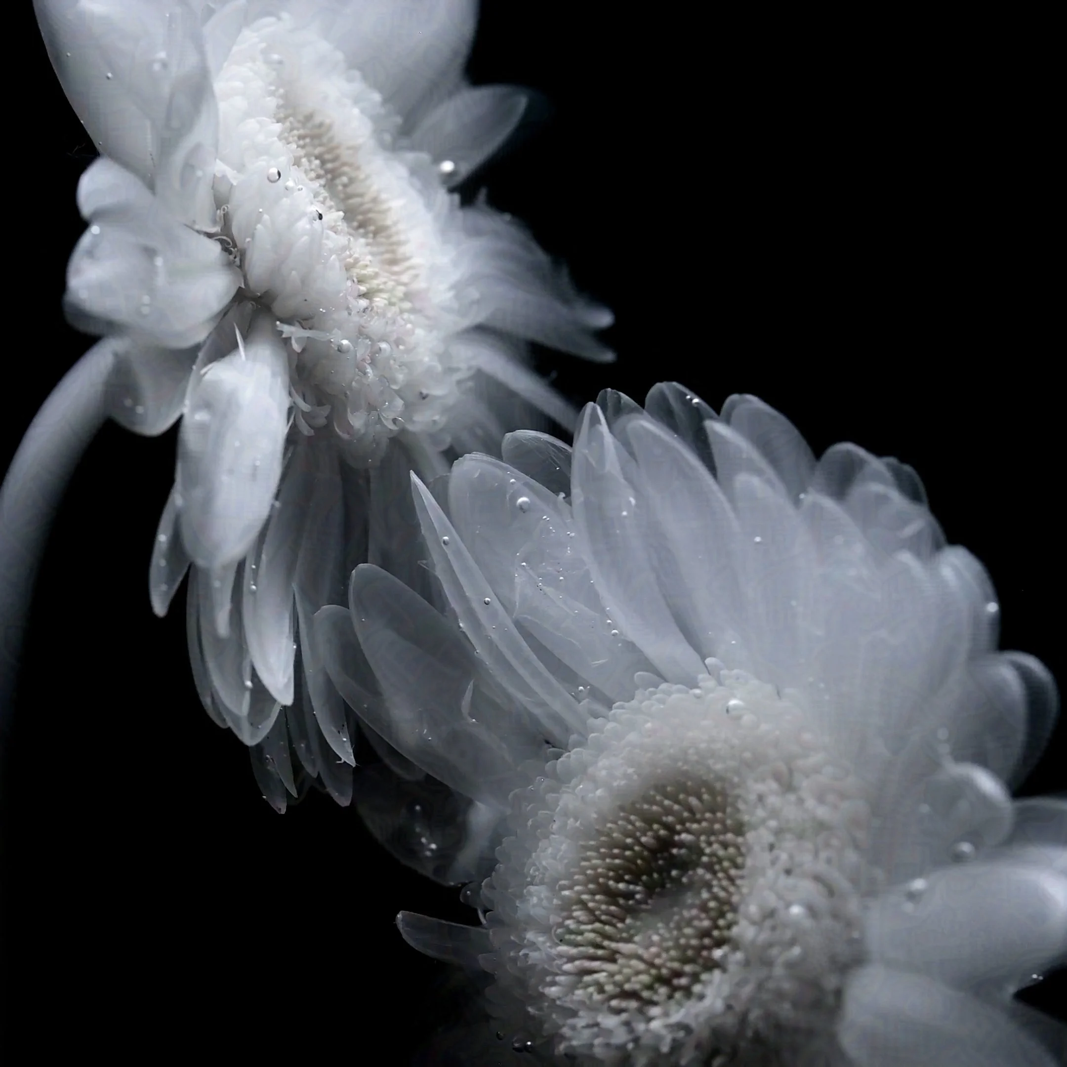 Gerbera Daisy
