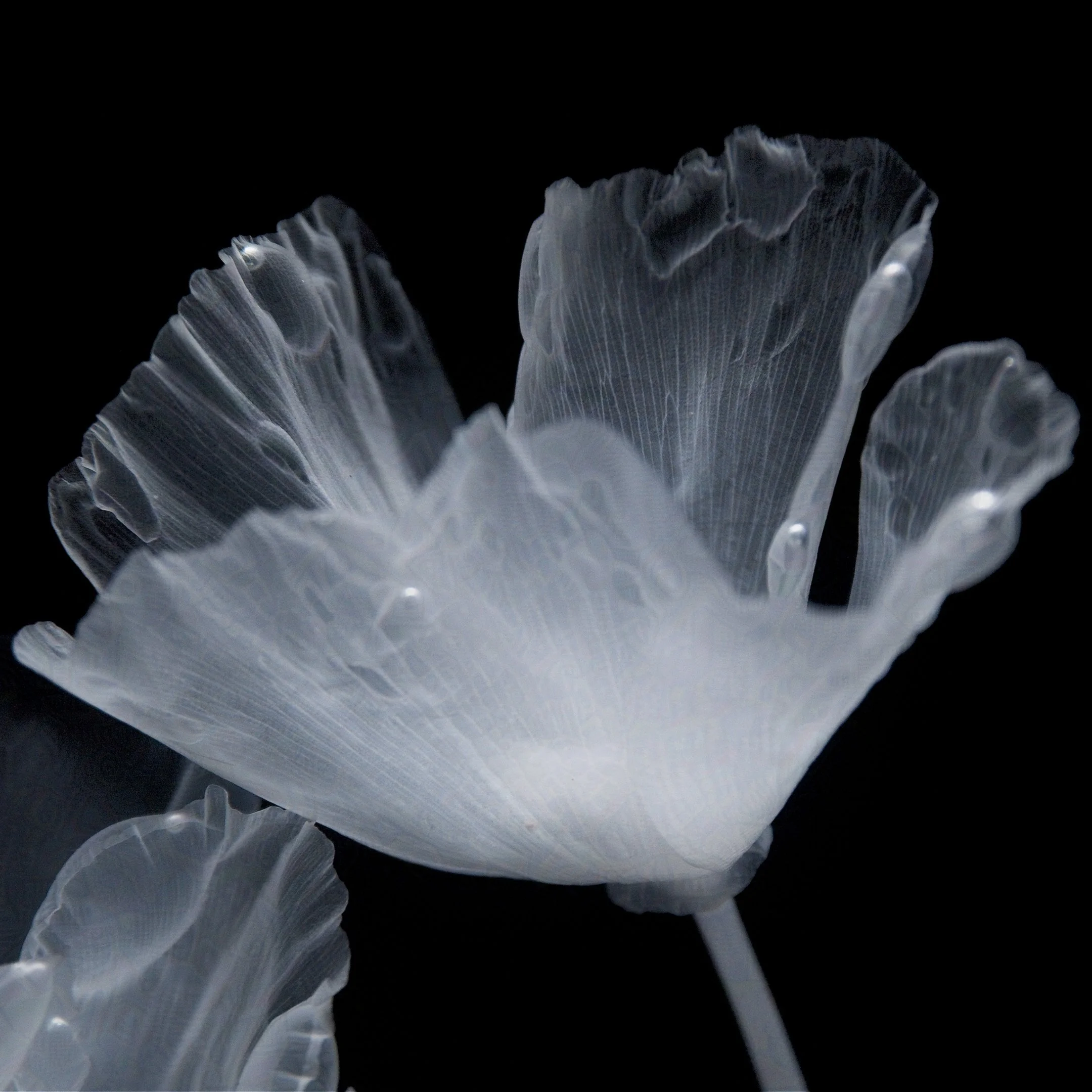 California Poppy