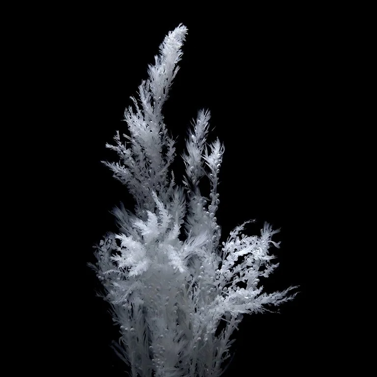 Japanese Wireweed