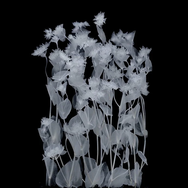 Bupleurum