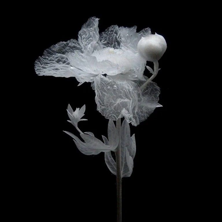 Matilija Poppy