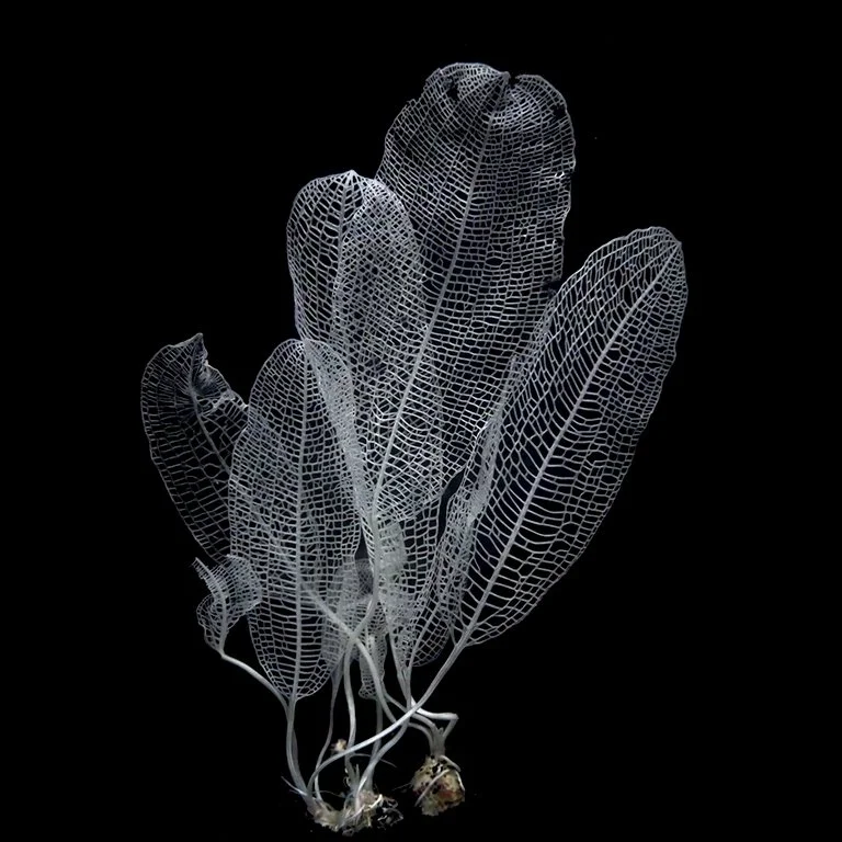 Madagascar Lace