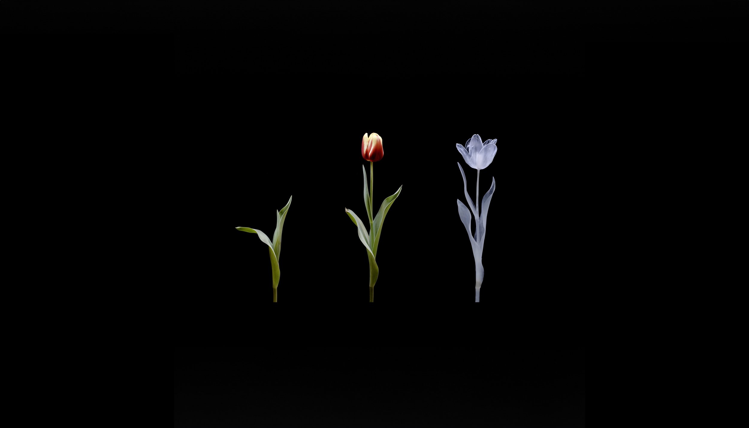 Remember Me Image.jpg