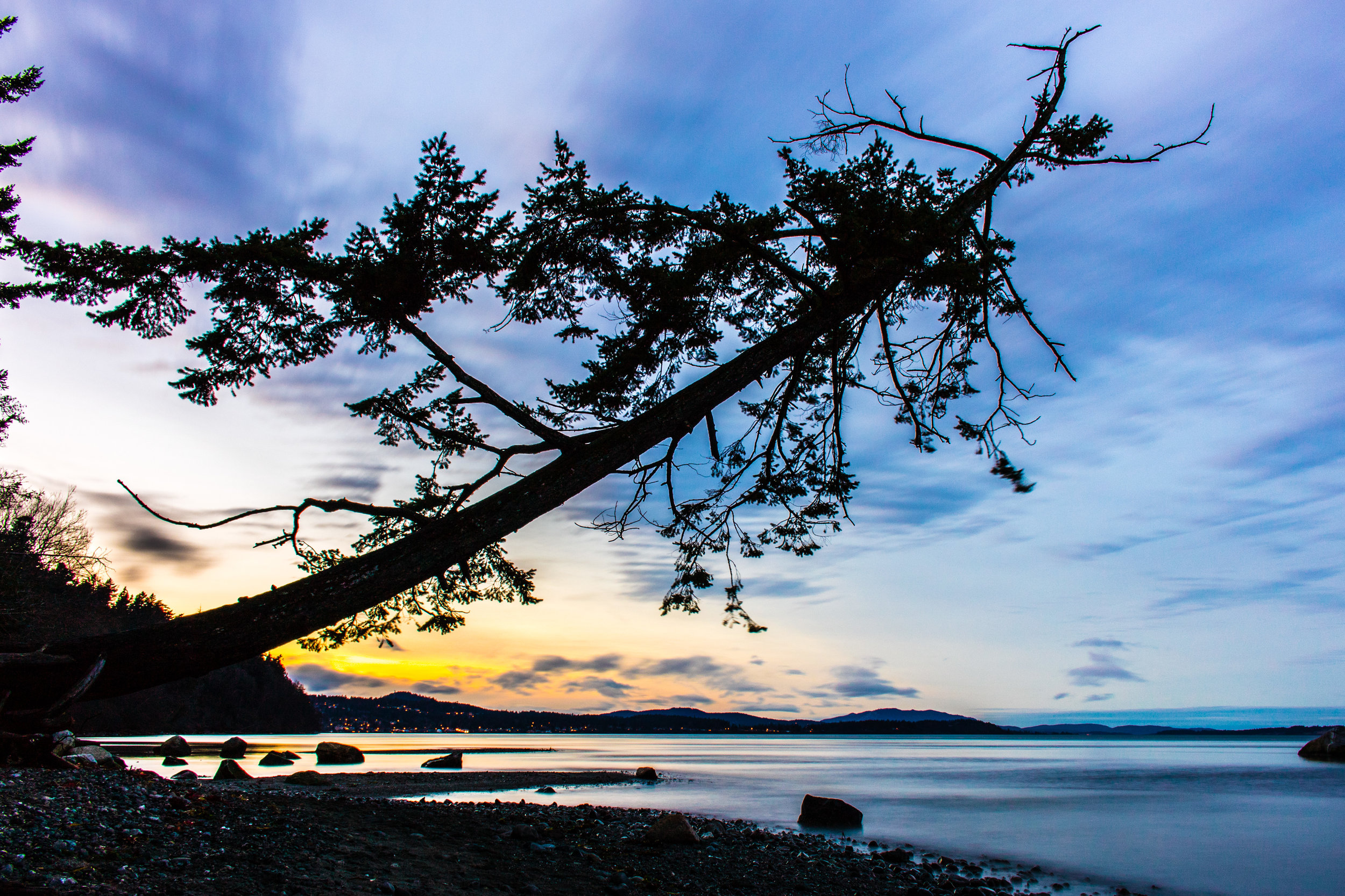 The crooked tree