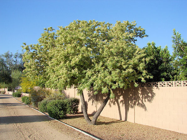firewise-safe-tree.jpg