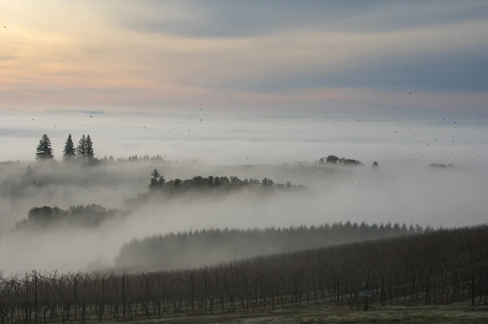 winter vineyard.jpg