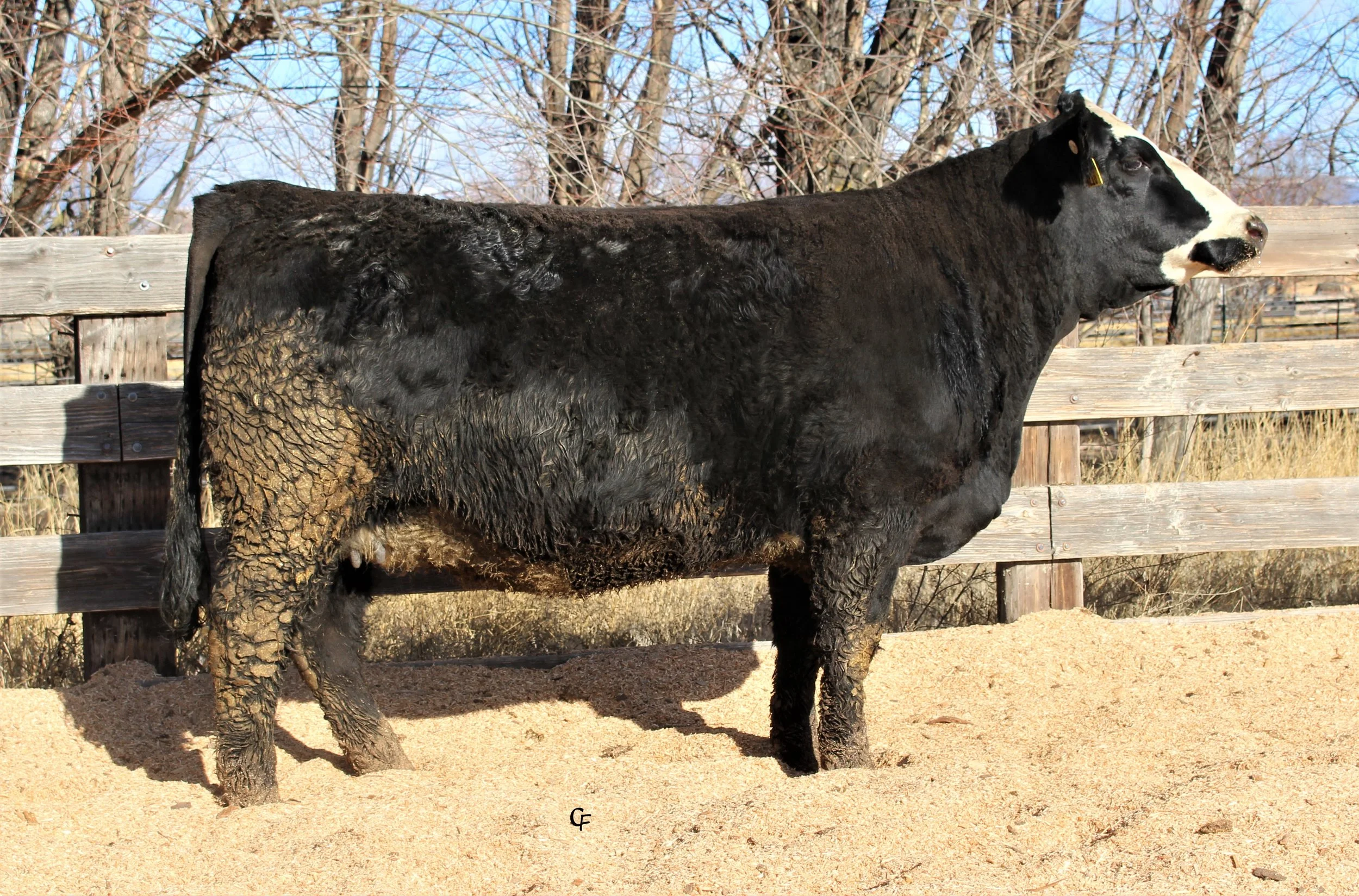 Toro Peregrino Simmental