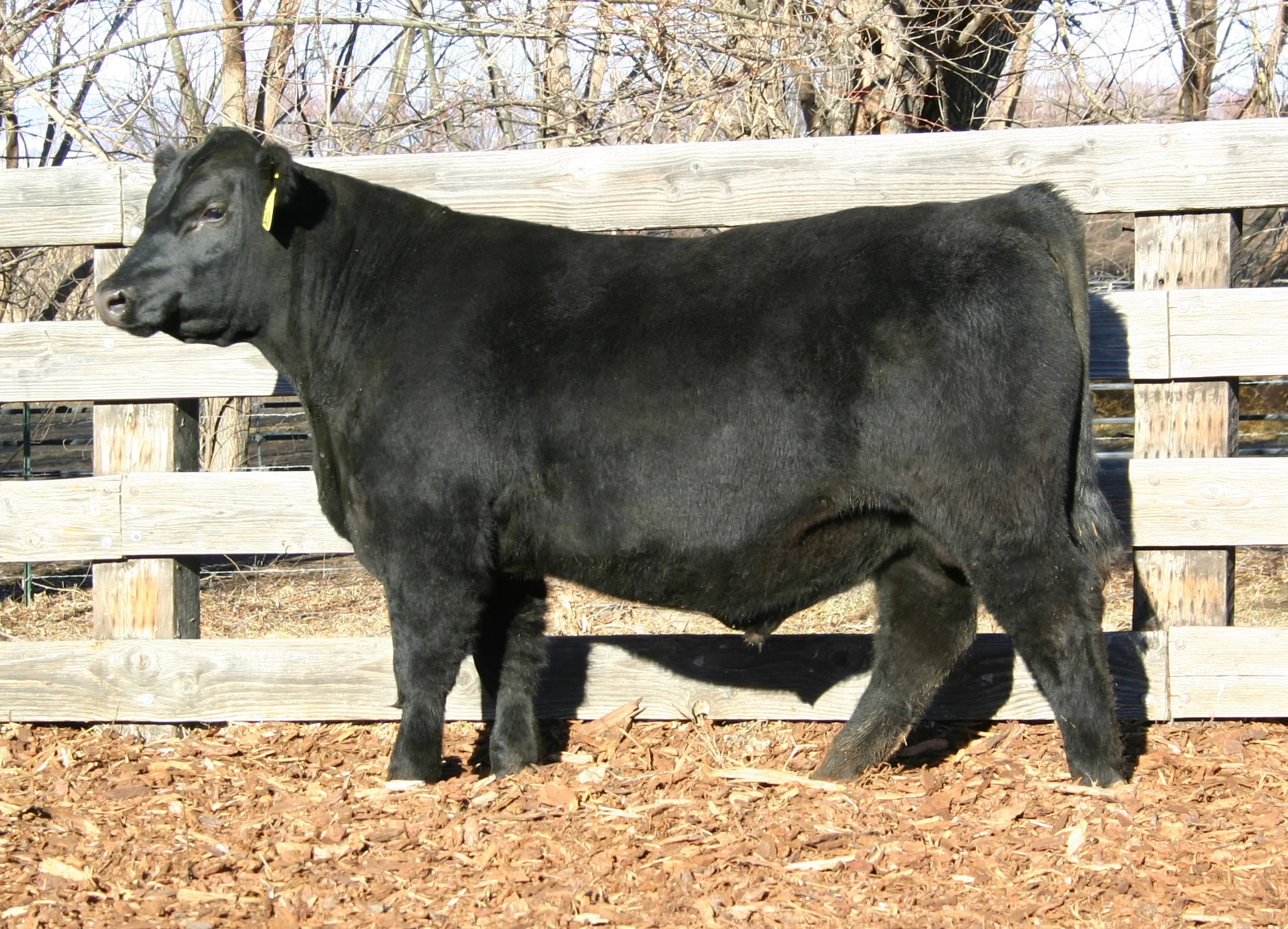 High selling bull of 2014 - sold to Dennis Ankeny - Arlington, Washington