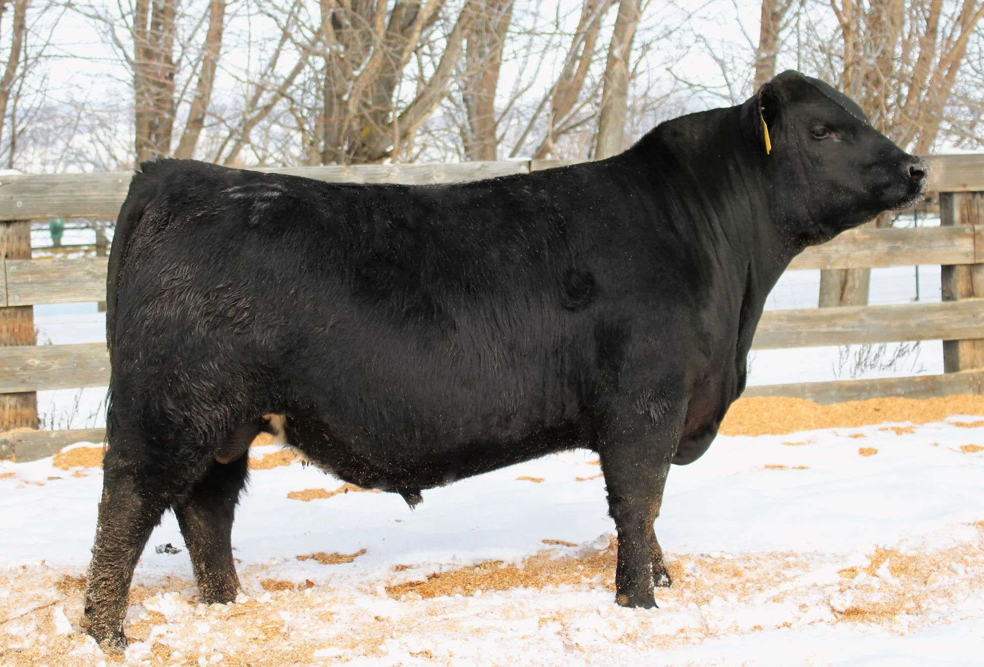 Rito 6EM3 of 4L1 Emblazon — Trinity Farms