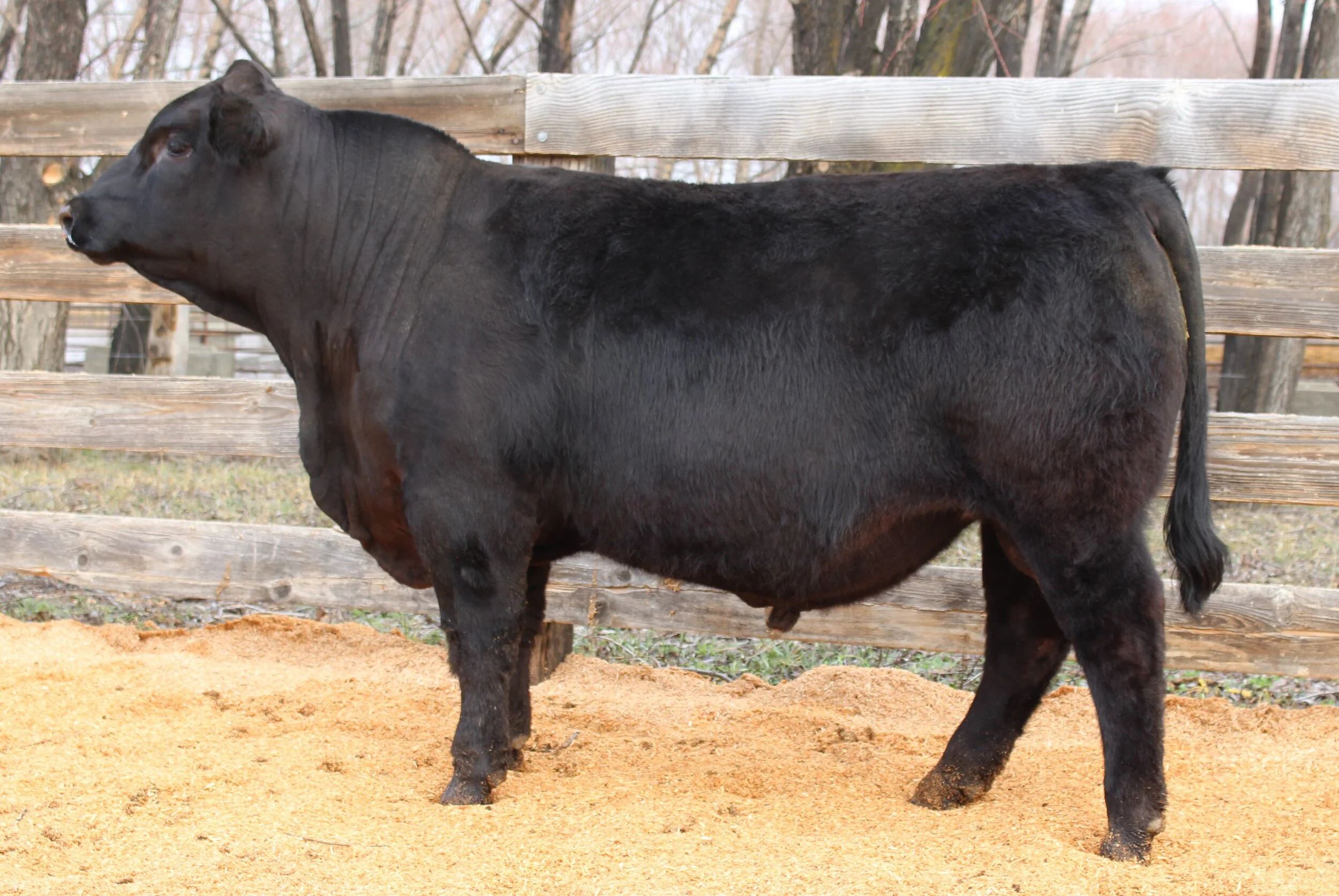 HOOK`S EAGLE 6E — Trinity Farms
