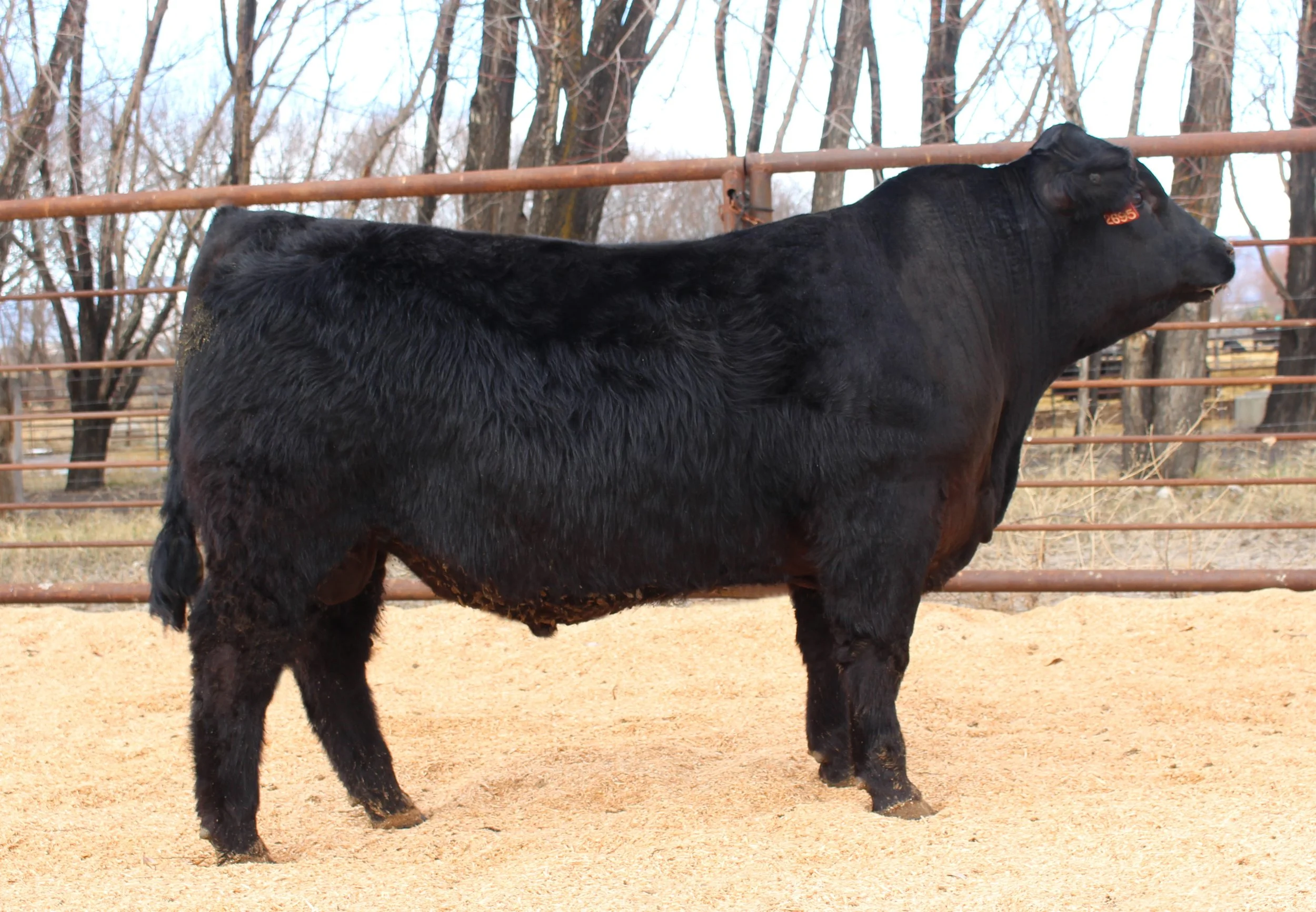 Annual Bull Sale — Trinity Farms