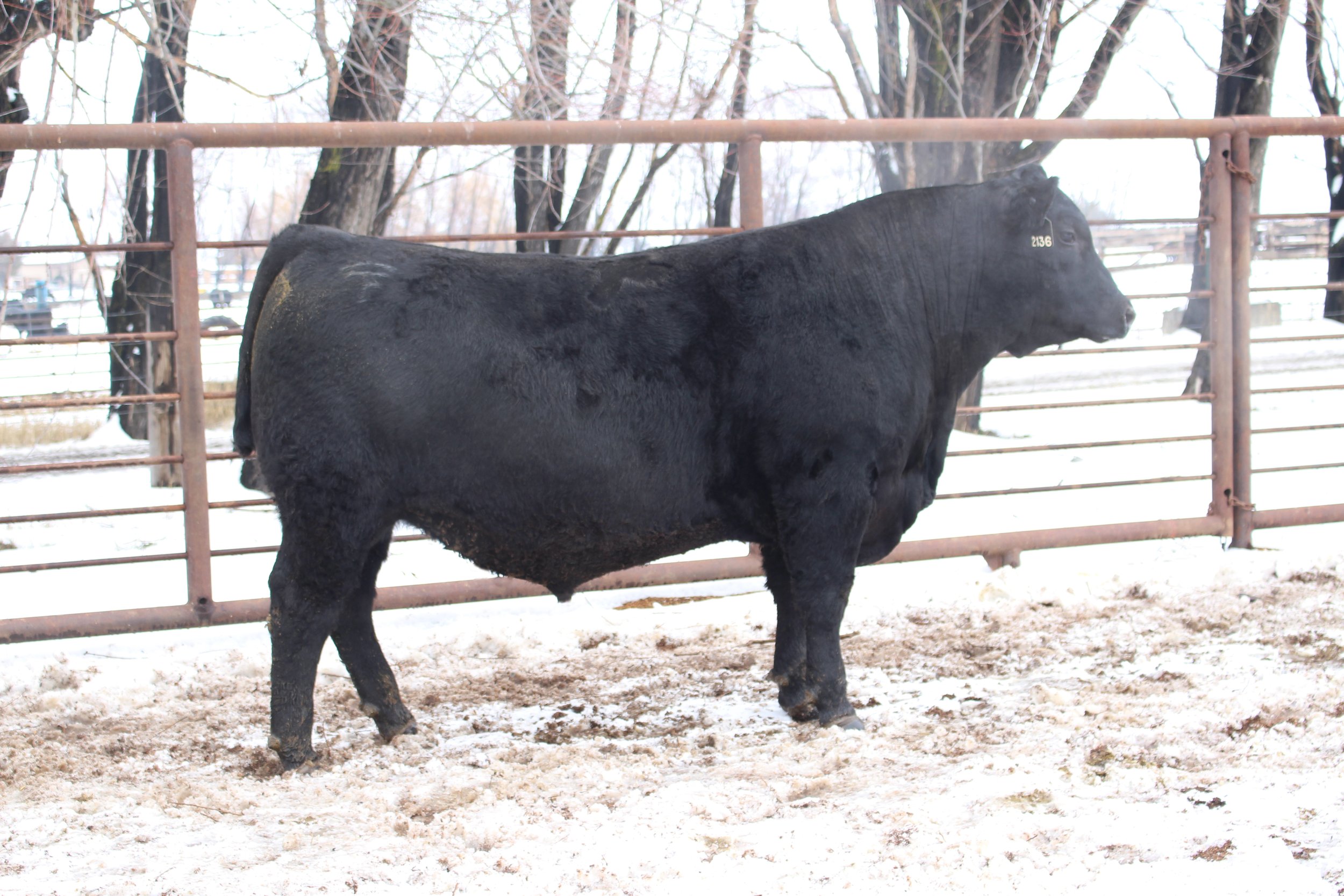 Lot 33 - TFS Colossal 2136K