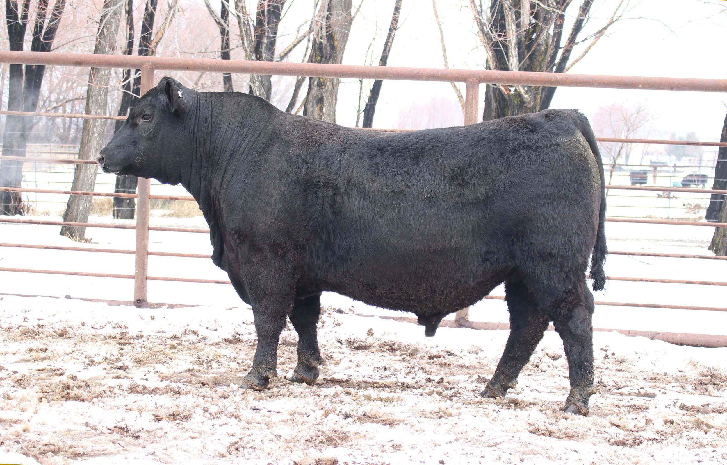 Lot 10 - TFS Colossal 2331K