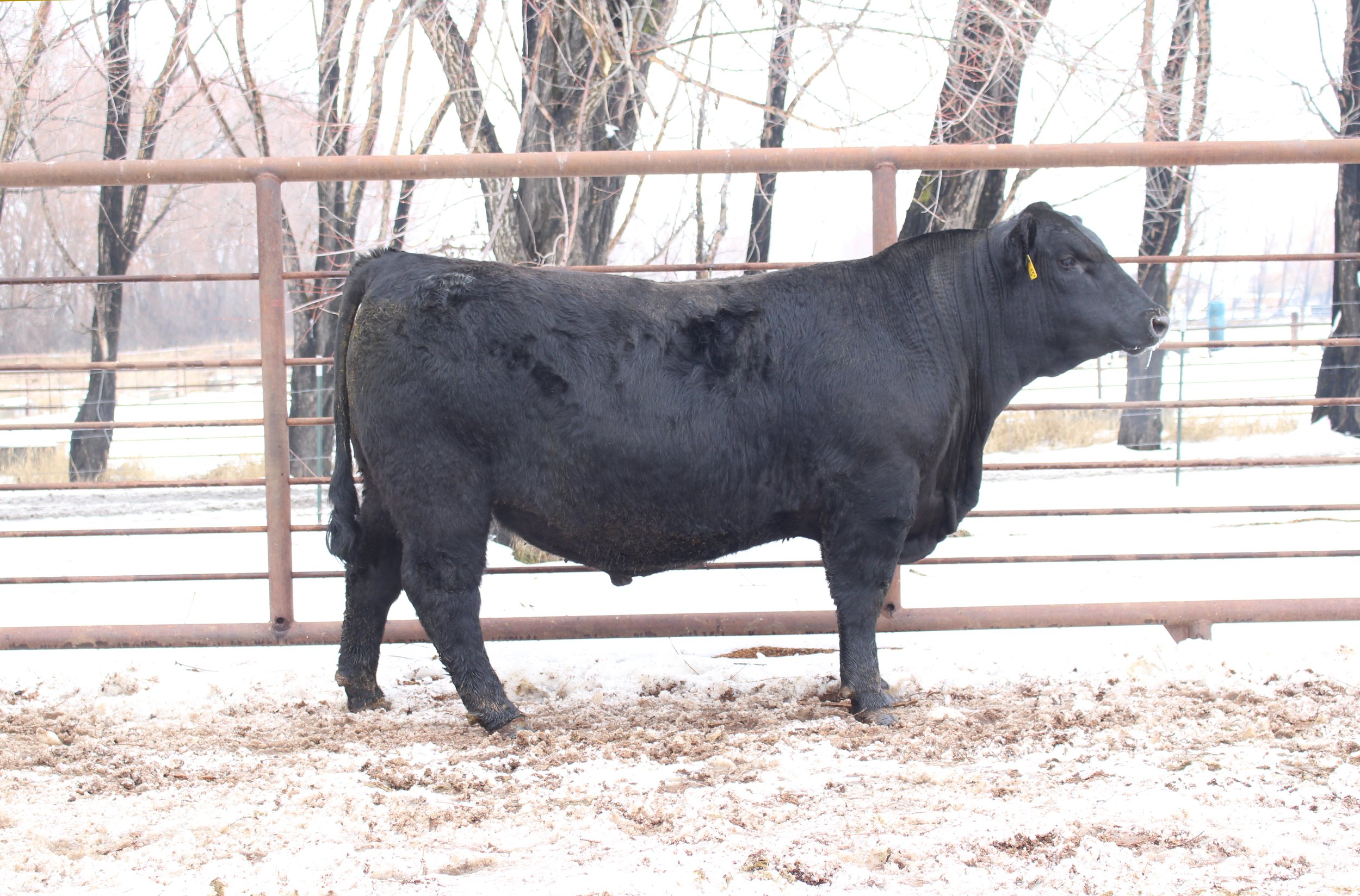 Lot 76 - TFS Rainfall 2348K