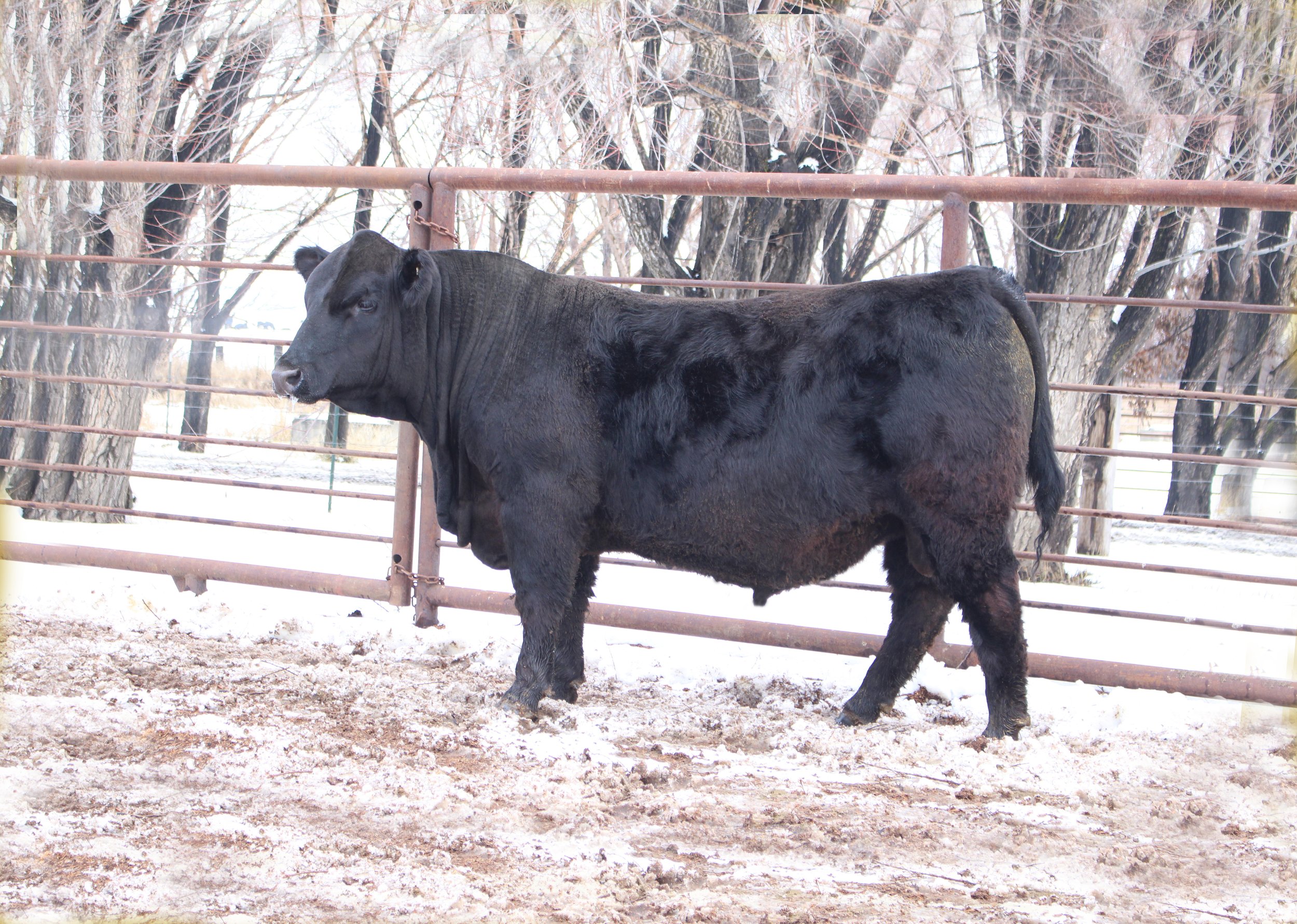 Lot 55 - TFS Cow Boss 2803K