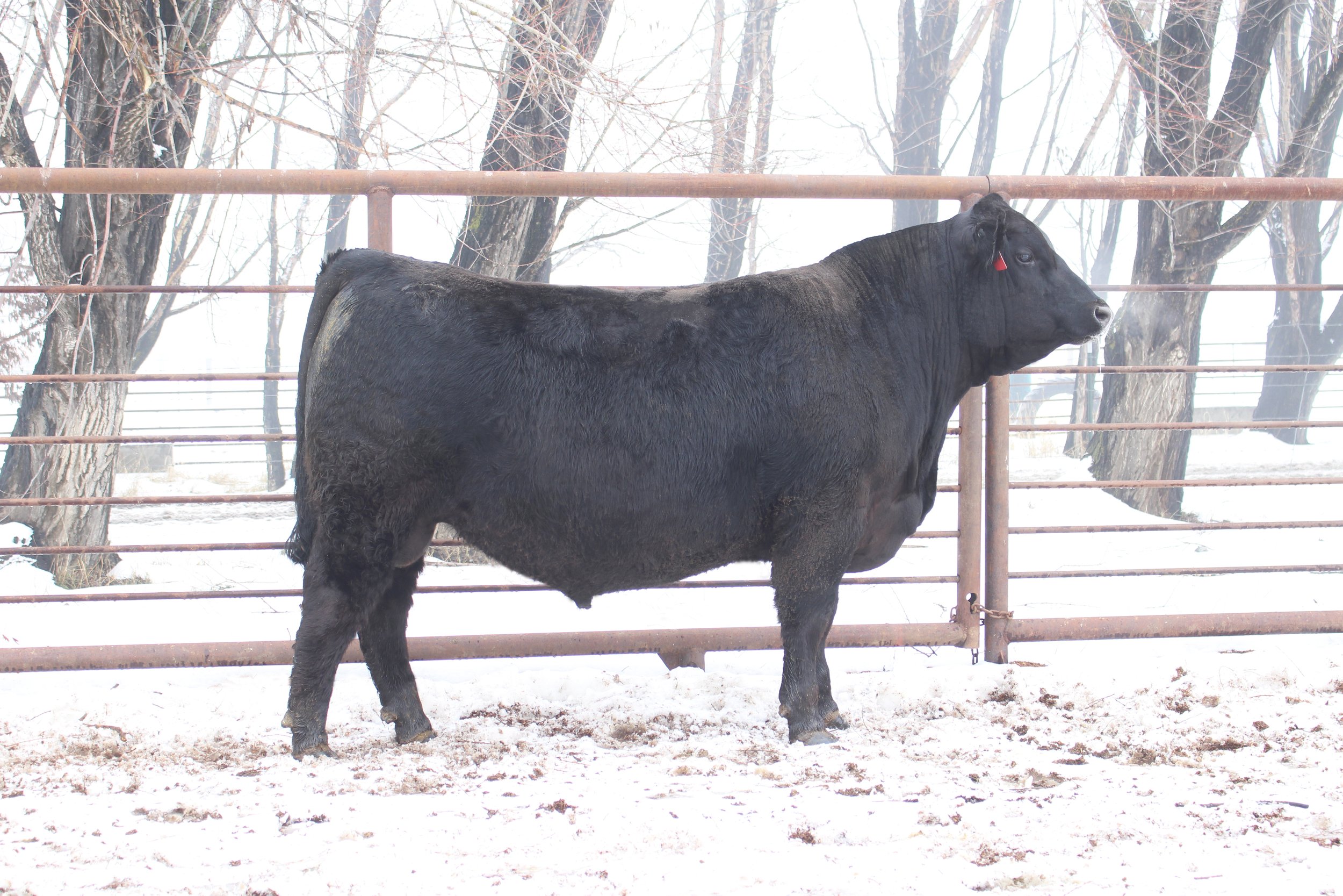 Lot 1 - TFS Triple Crown 2972K