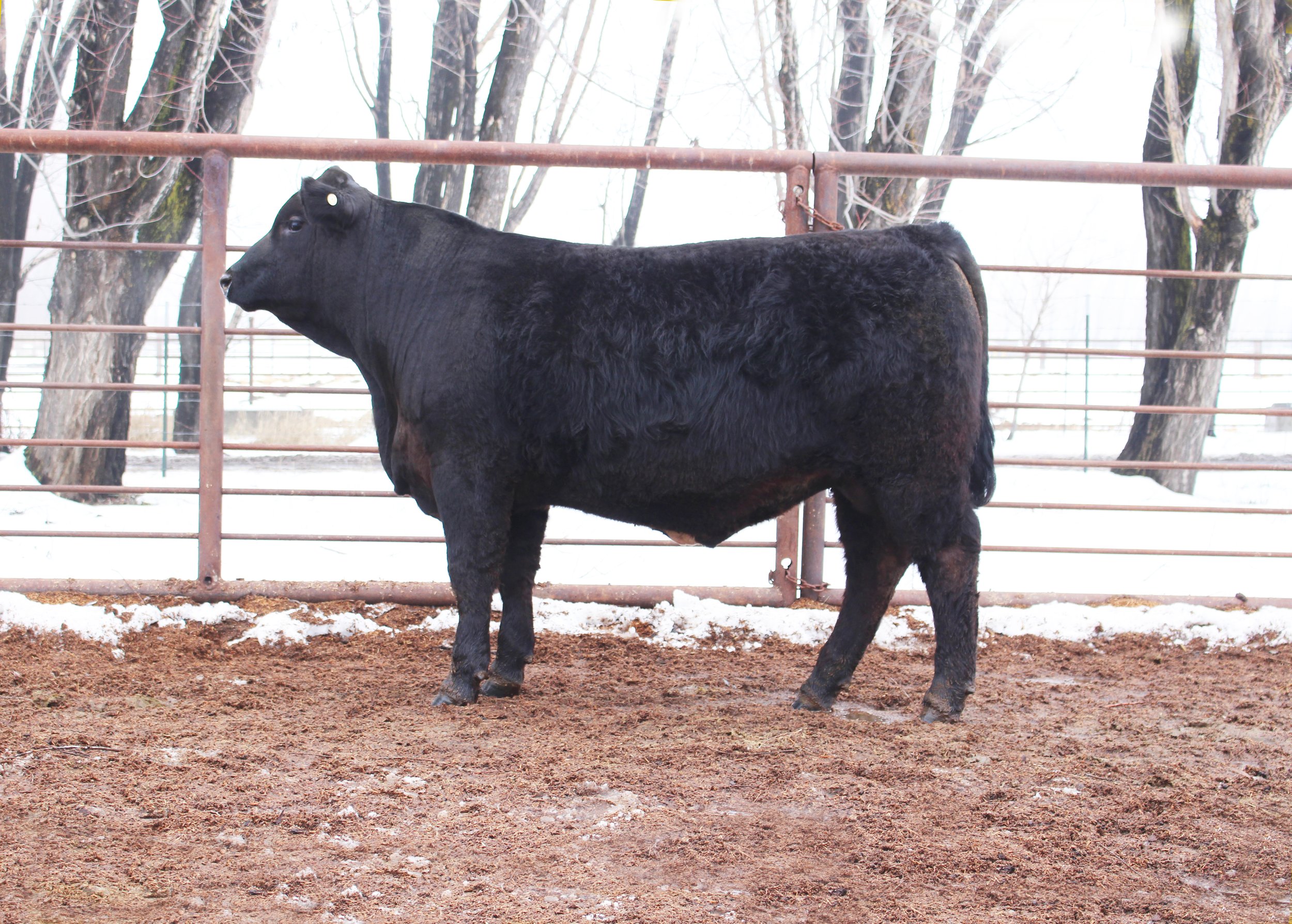 Lot 118 - SHEL Bold Ruler 3689L