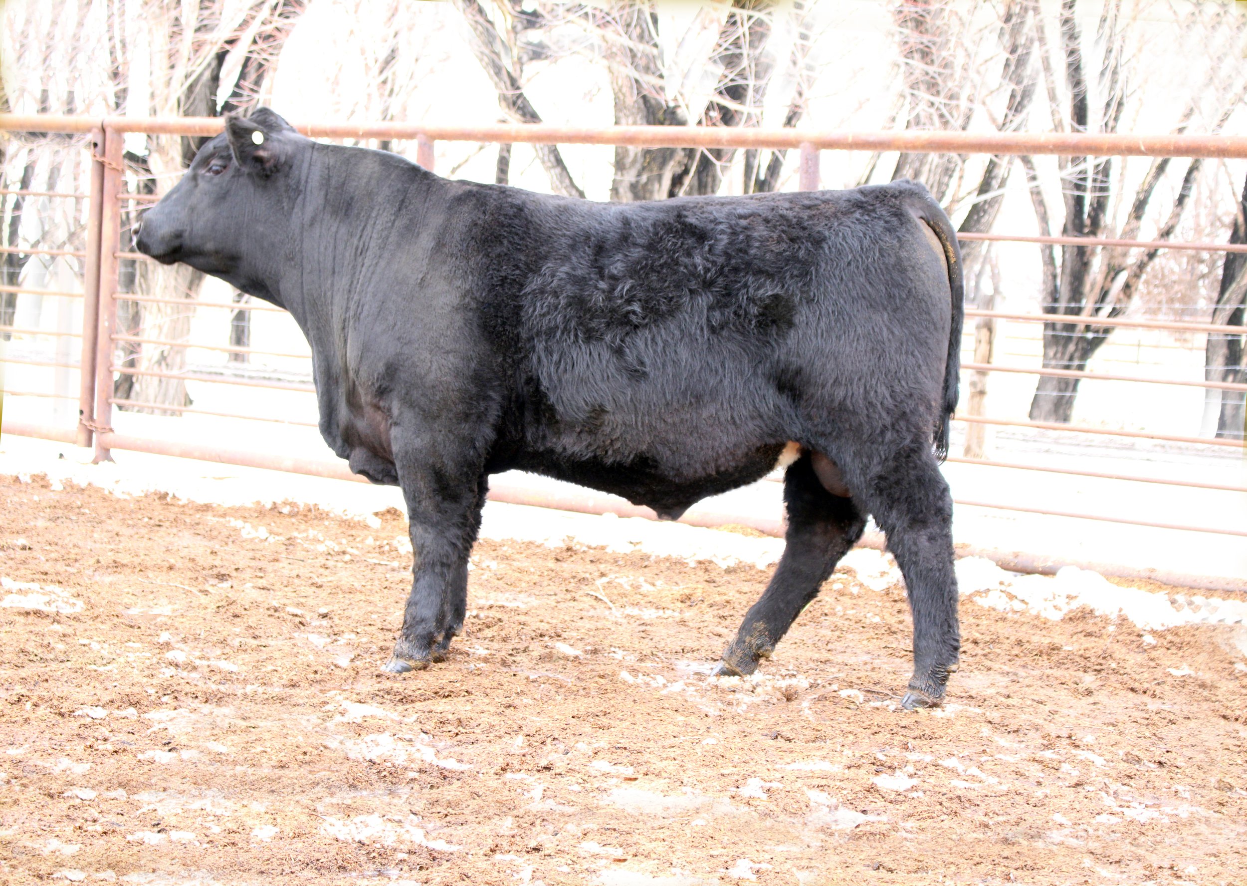 Lot 122 - TFS Bold Ruler 3706L