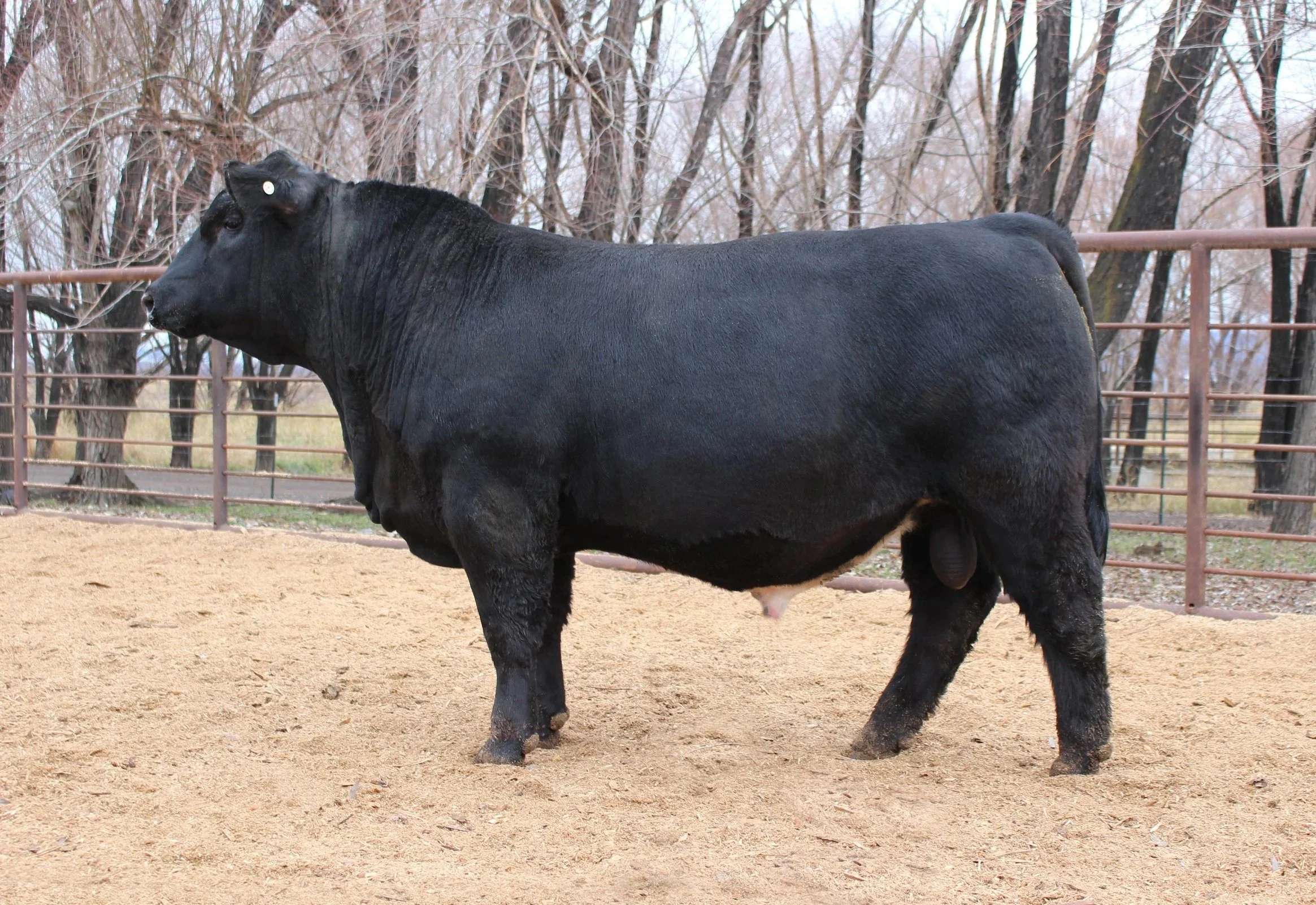 TFS Bold Ruler 4631M