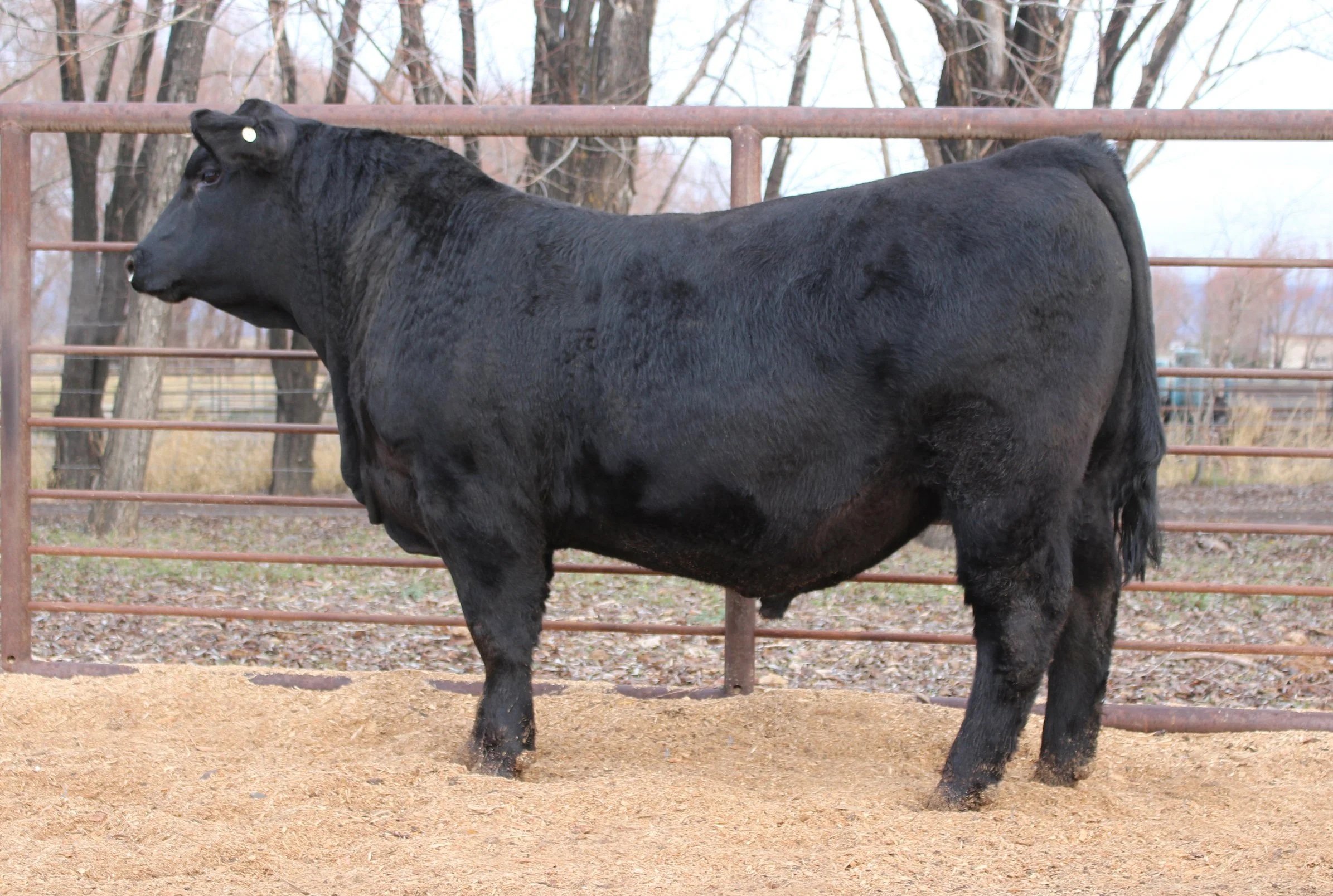 TFS Bold Ruler 4692M