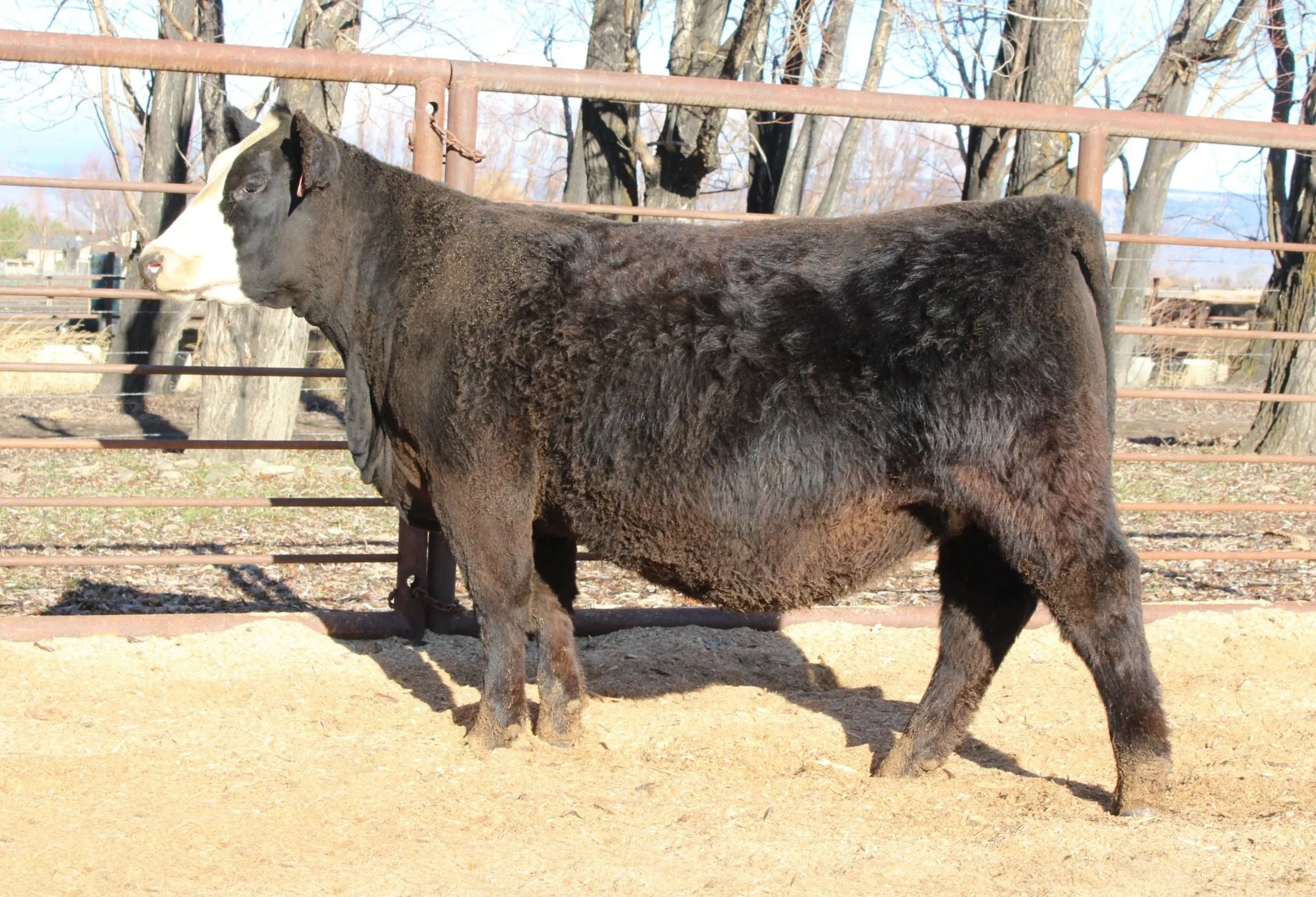 TFS Goldenglow 4956M