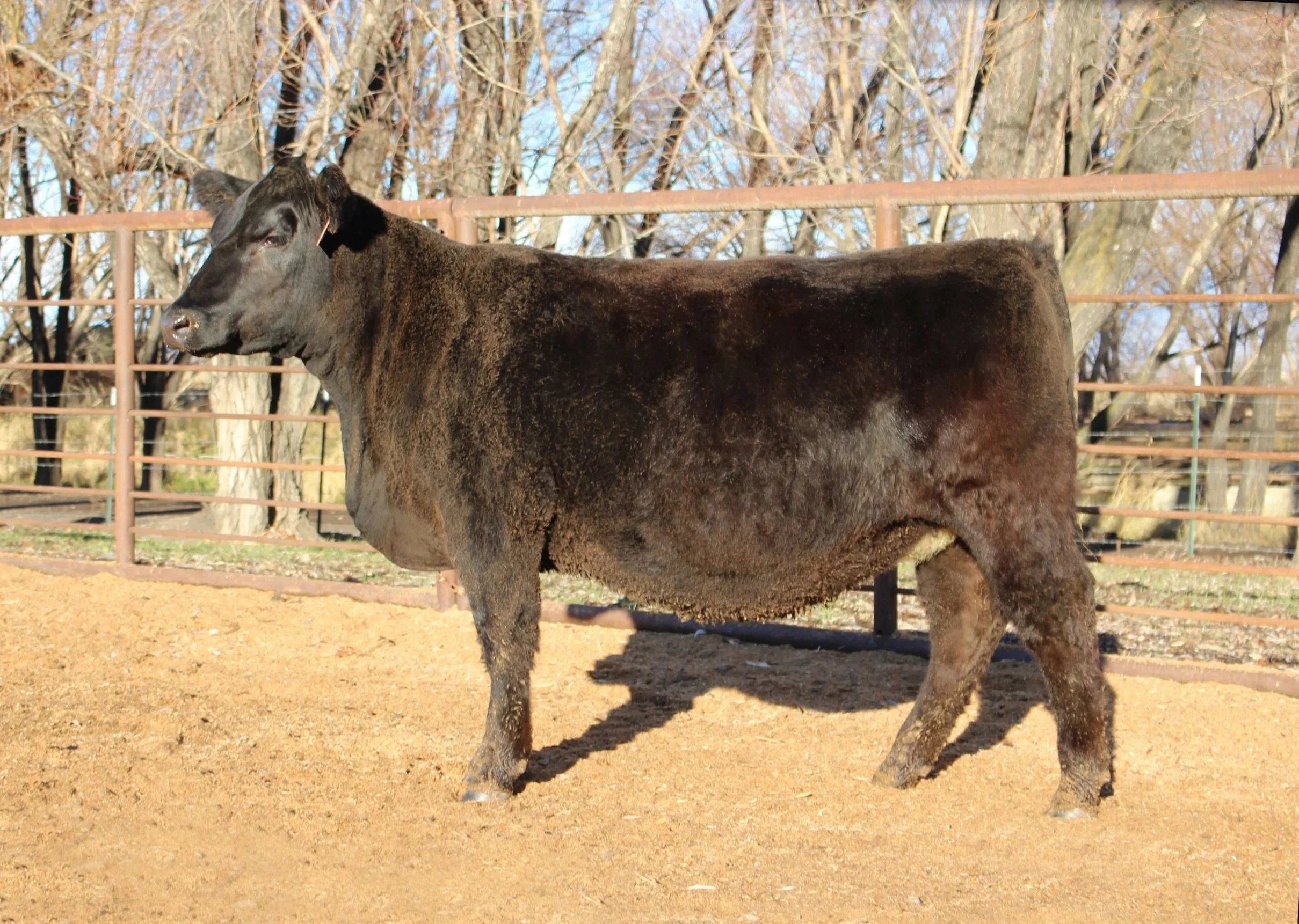 TFS Goldenglow 4614M