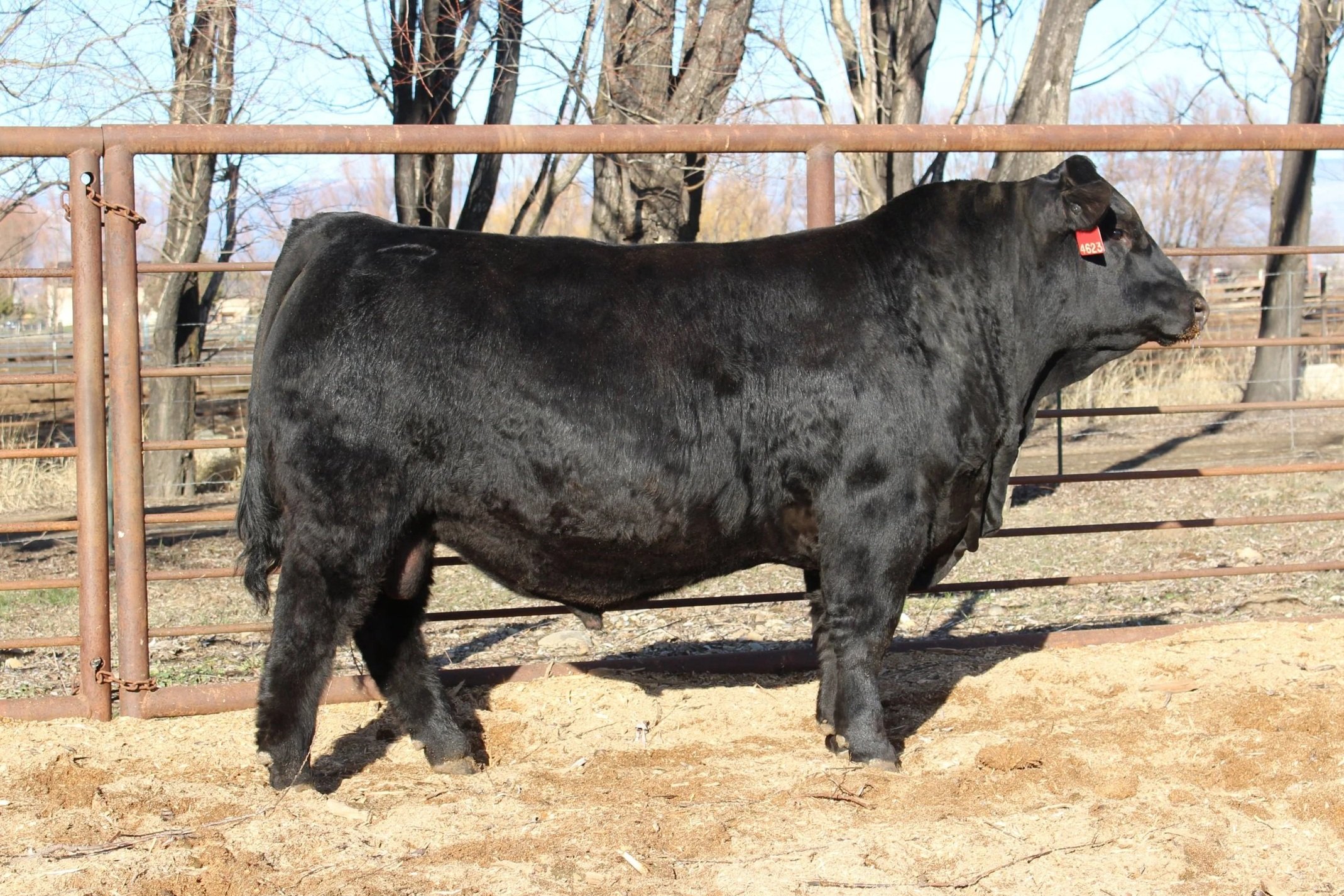 TFS Bold Ruler 4623M