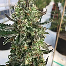 blue dream - a slightly sativa heavy hybrid (60% sativa/40% indica). Useful in treating chronic pain, depression, and sleep disorders.