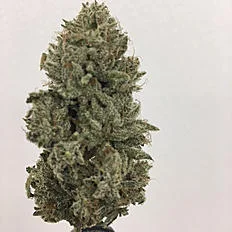 Cherry pie - indica dominant hybrid (80% indica/20% sativa) of granddaddy purple and durban poison. it's helpful for patients suffering with ptsd, migraines anxiety, and bipolar disorder.