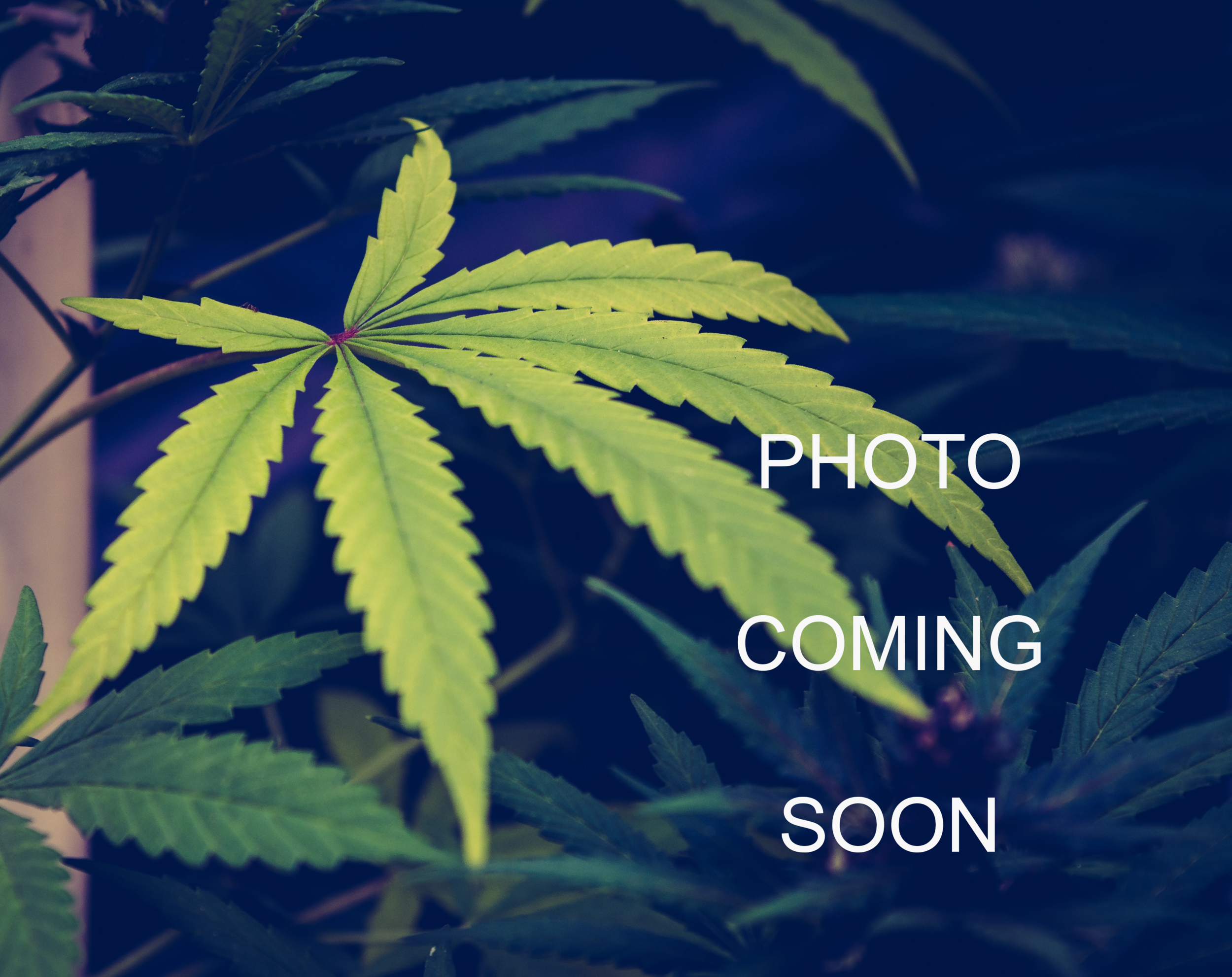 malawi - a true 50/50 hybrid, useful in treating migraines, depression, stress and anxiety.