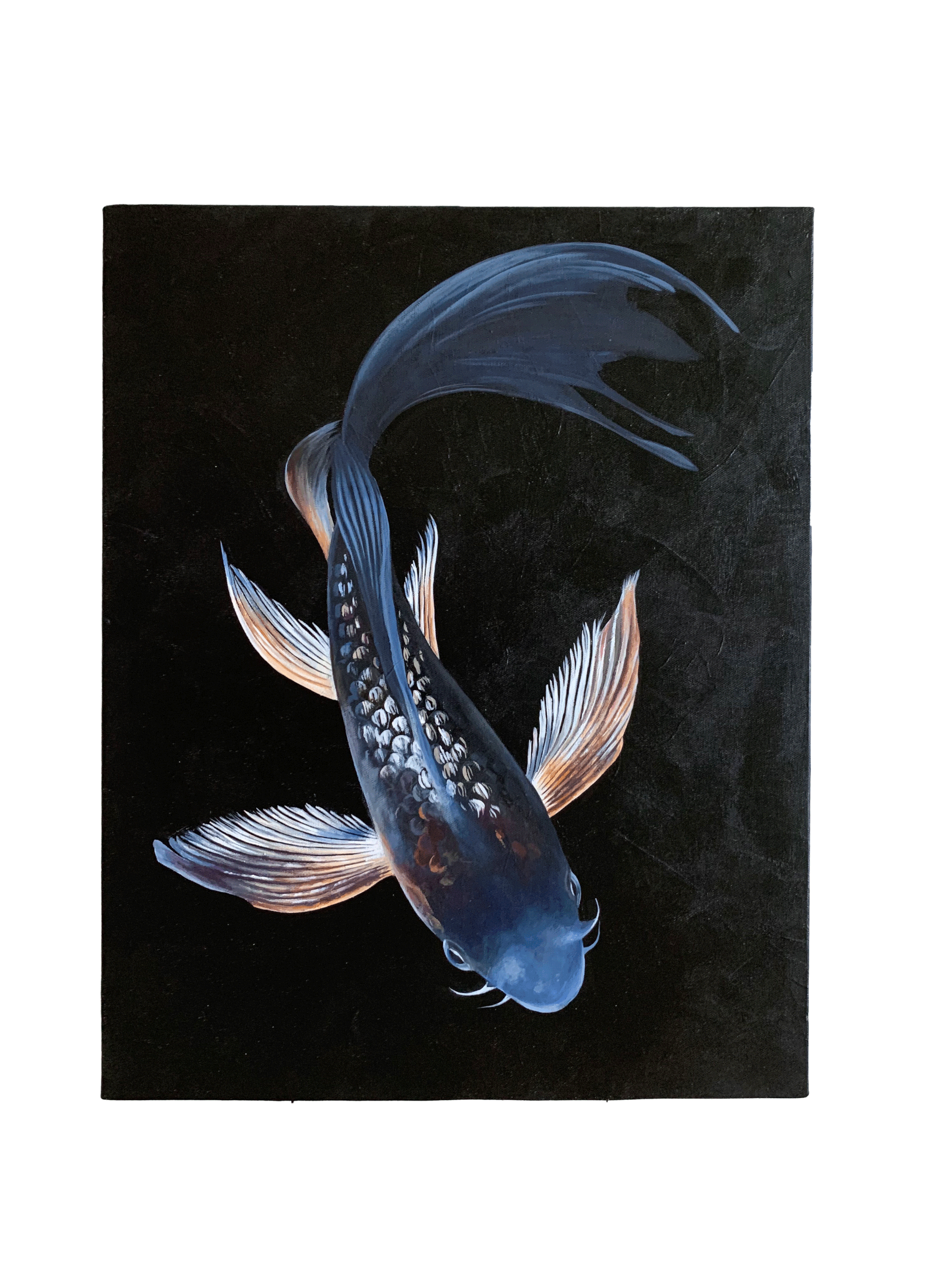 BlackKoi.gif