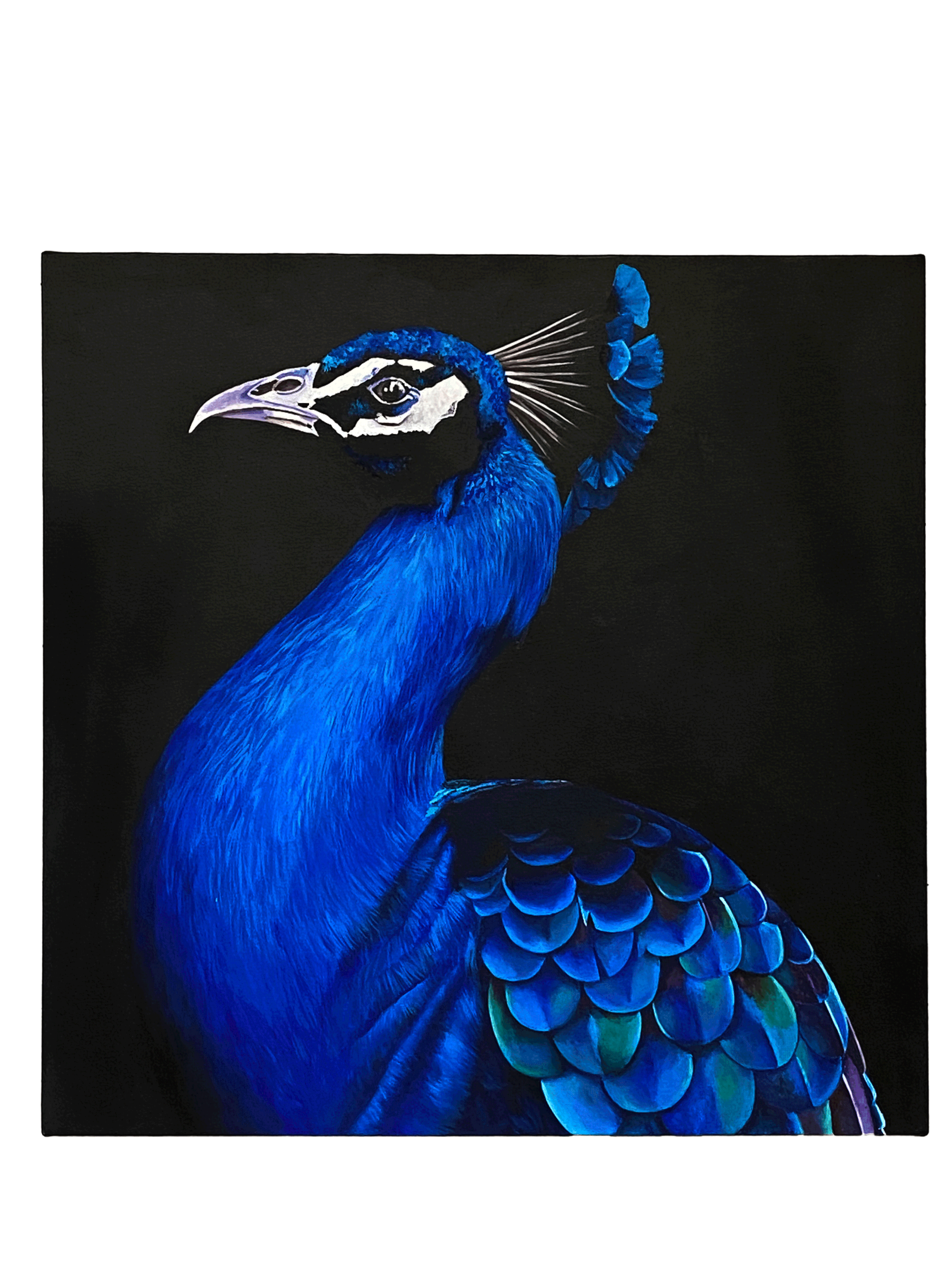 Peacock.gif