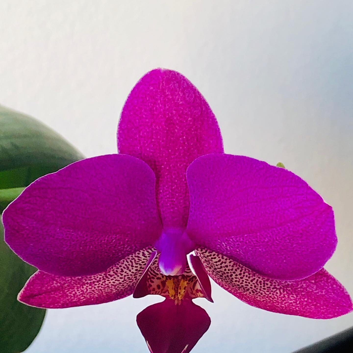 This is brilliance like this orchid!  A gift from the universe.  Don&rsquo;t pre judge.  Set aside some time, sit, listen, learn, watch &amp; be changed!
https://youtu.be/l-iE9uNKwU0
Happy Birthday Minister Farrakhan, what a gift among the many gifts