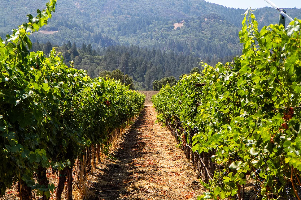 Napa Valley Olive Oil & Wine Tasting