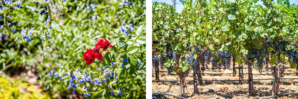 Napa Valley Olive Oil & Wine Tasting