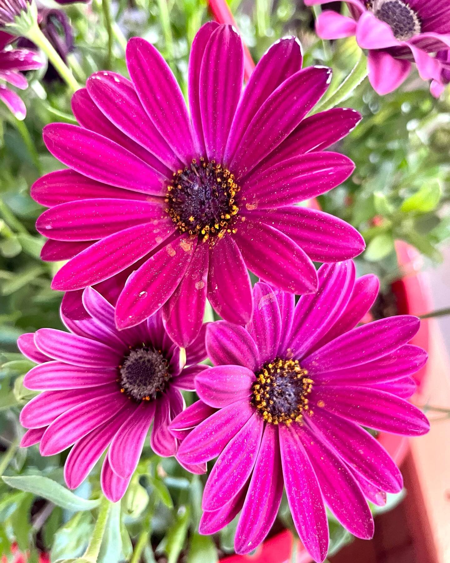 Help! 💥Can you go vote in my stories for your favourite piece of art? 💥

Picked up these stunning #daisies from #rowansnursery the other day.  Special task for my daughter from one of our favourite friends &hearts;️

Sunday morning with a #coffee i