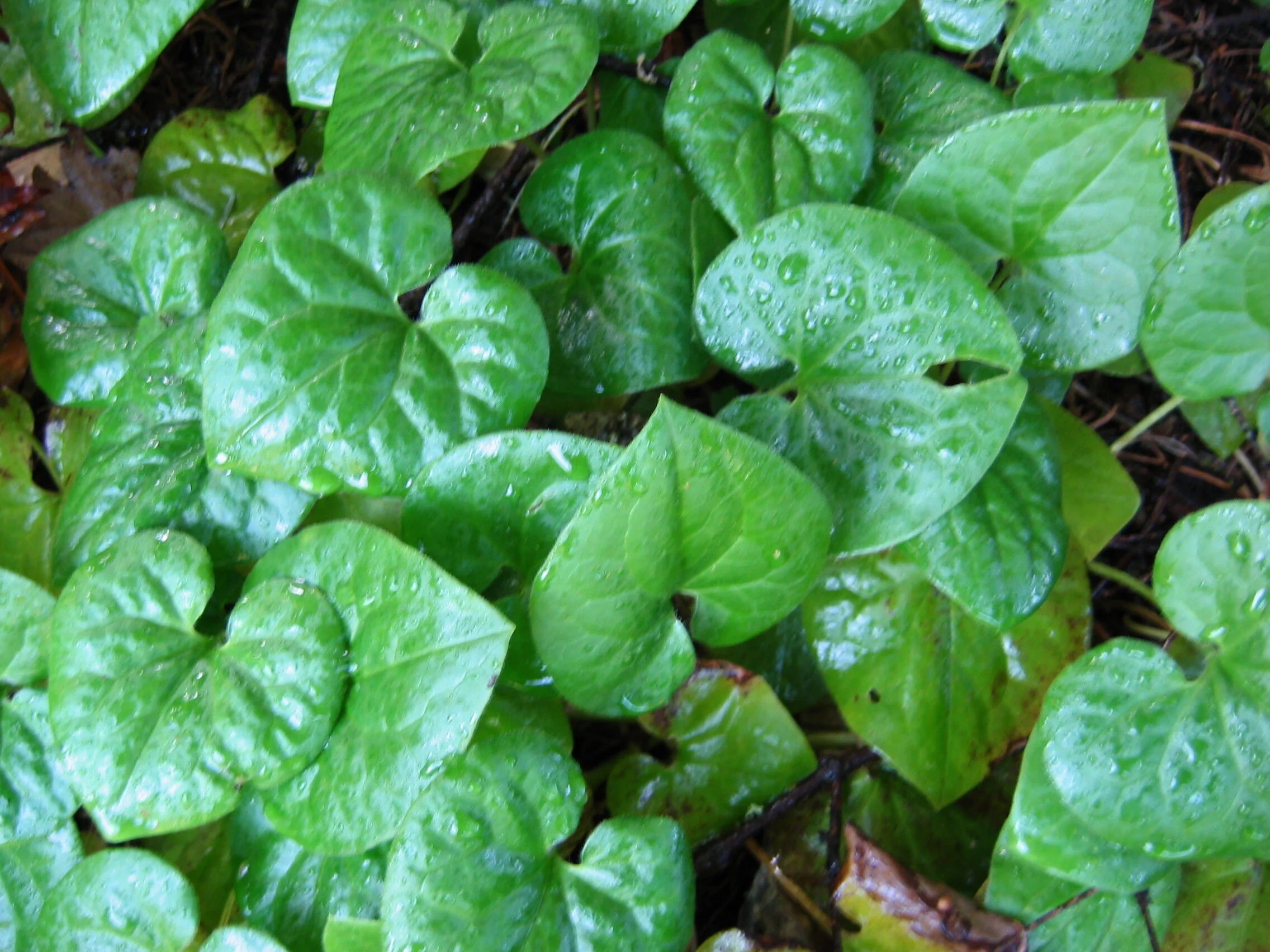 Asarum_caudatum.JPG