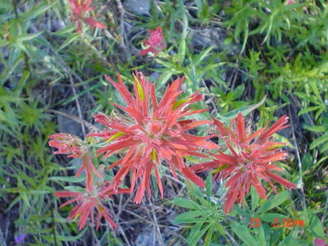 Castilleja_spp..JPG