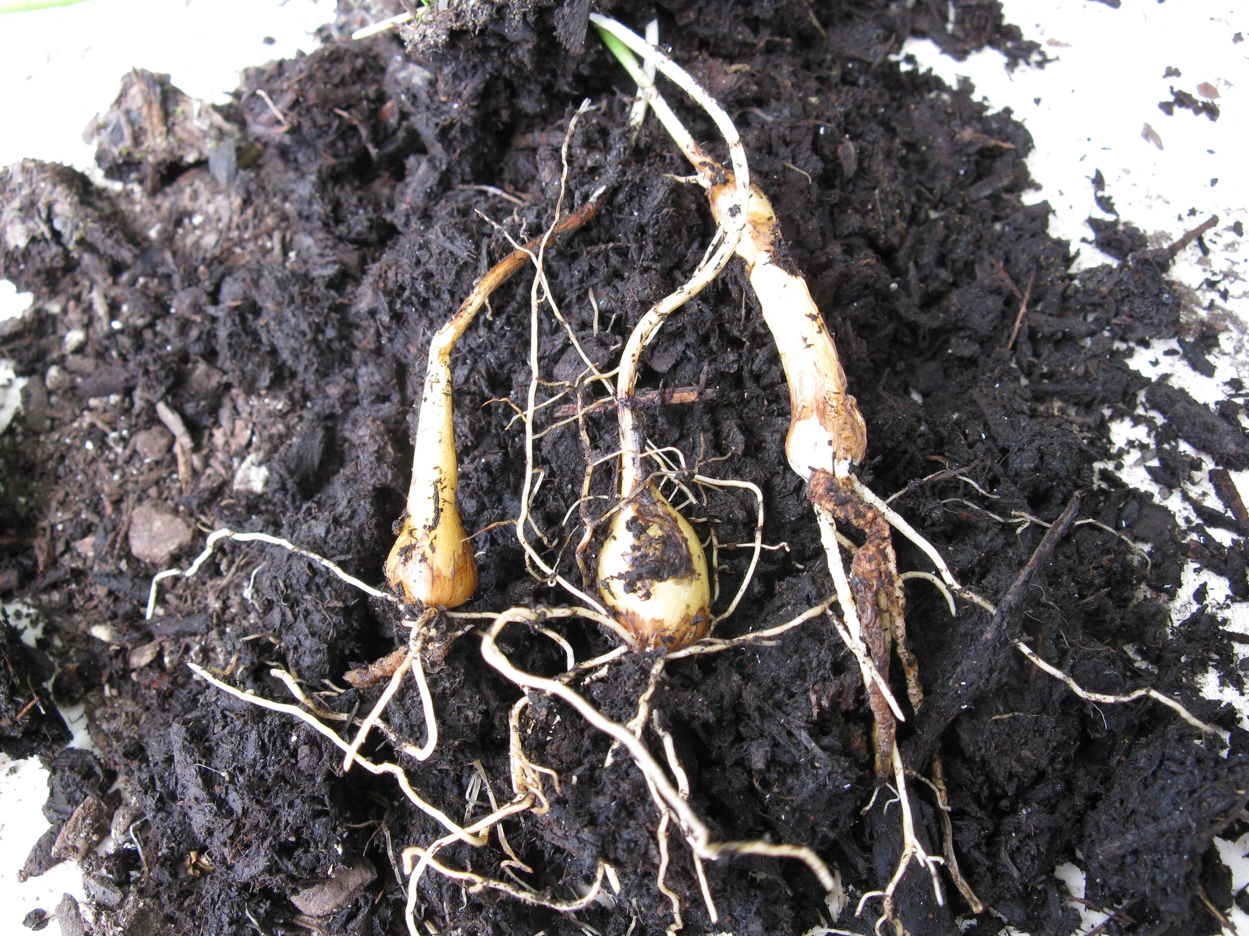 Camassia_quamash_bulbs.JPG